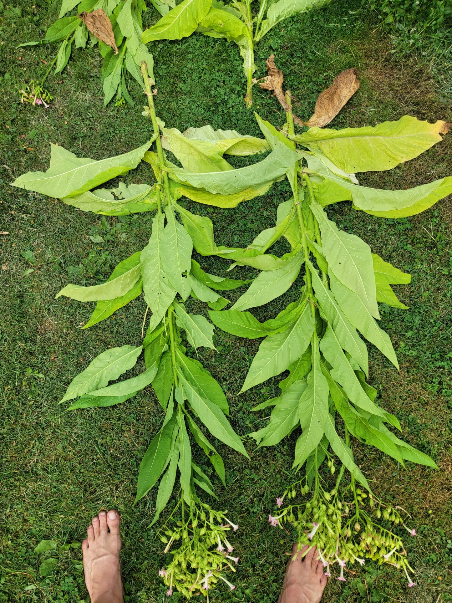 Walkers Tobacco. Nicotiana tabacum Seeds.