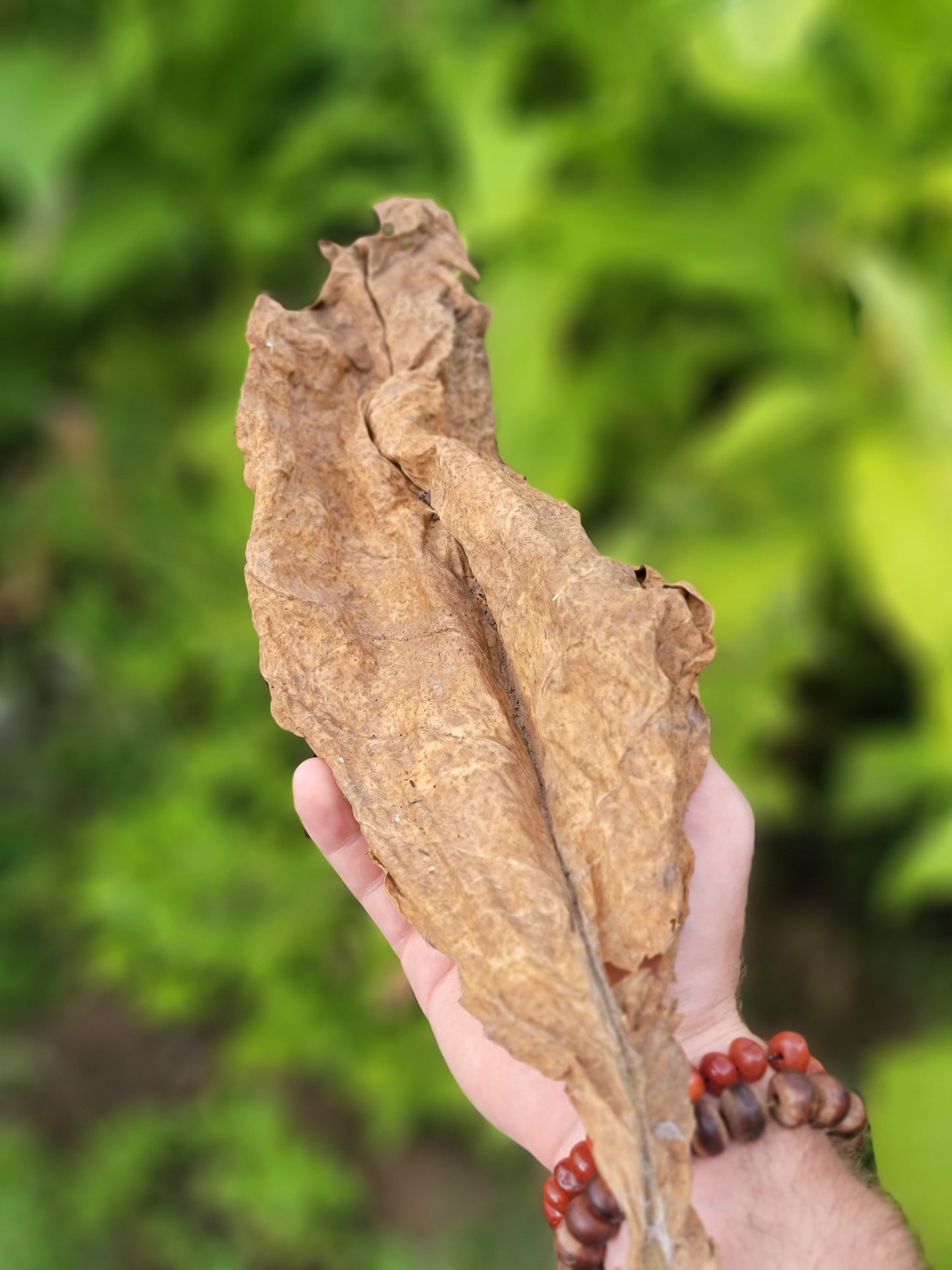 Walkers Tobacco. Nicotiana tabacum Seeds.
