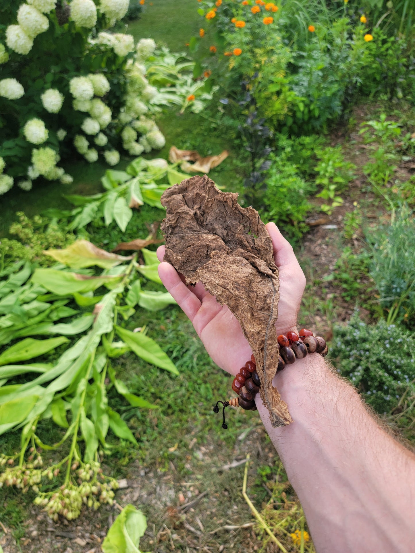 Walkers Tobacco. Nicotiana tabacum Seeds.