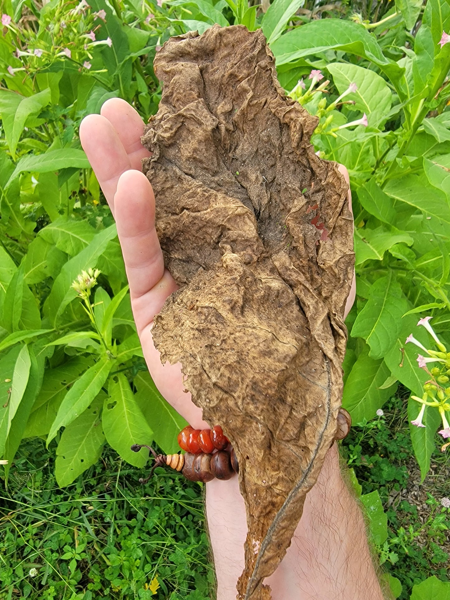 Walkers Tobacco. Nicotiana tabacum Seeds.