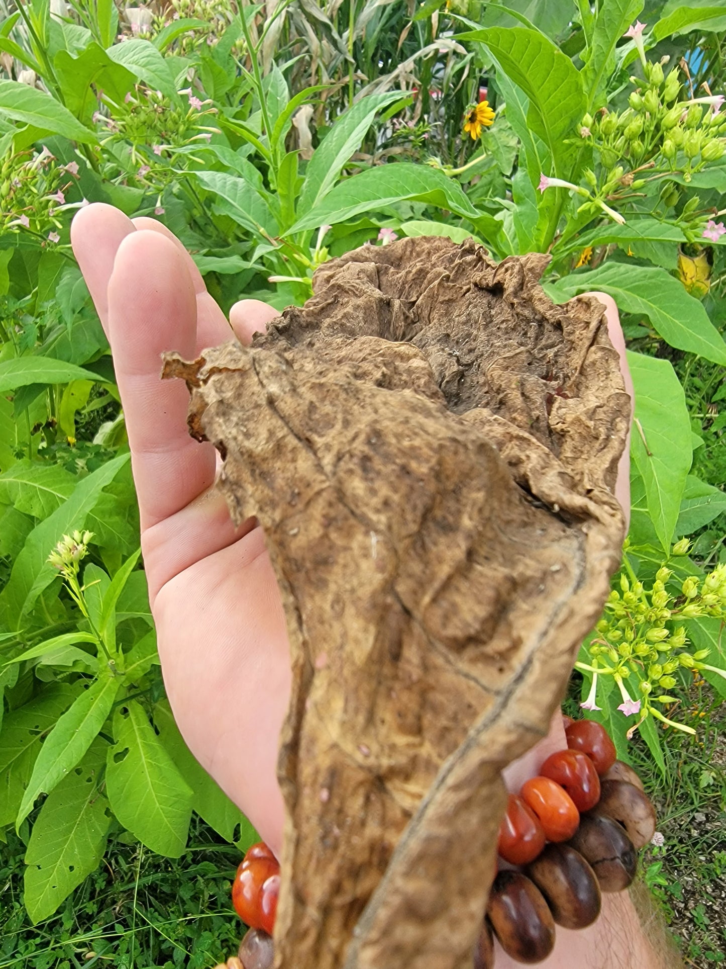 Walkers Tobacco. Nicotiana tabacum Seeds.