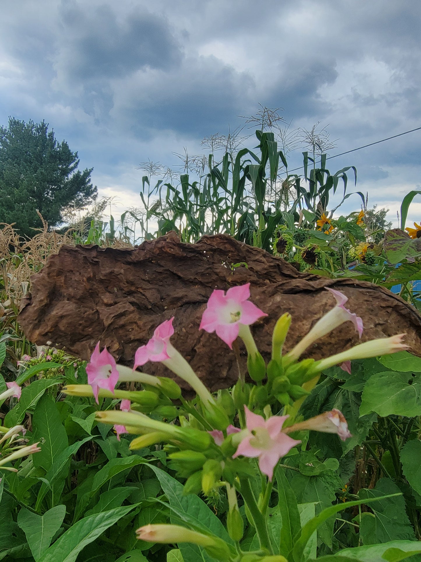 Walkers Tobacco. Nicotiana tabacum Seeds.
