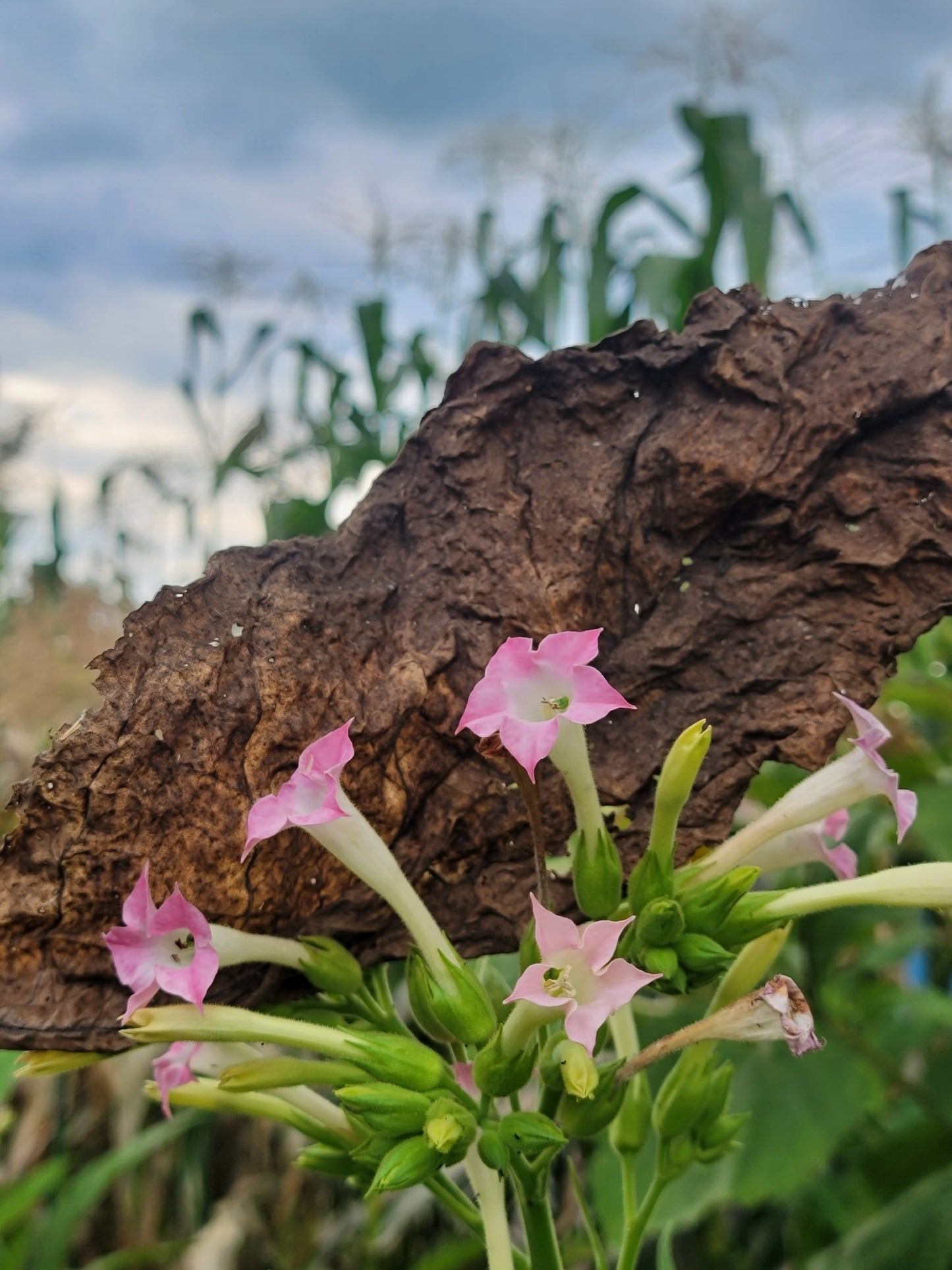 Walkers Tobacco. Nicotiana tabacum Seeds.
