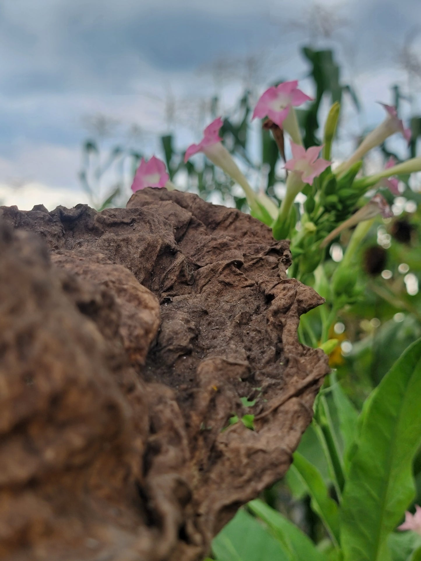 Walkers Tobacco. Nicotiana tabacum Seeds.