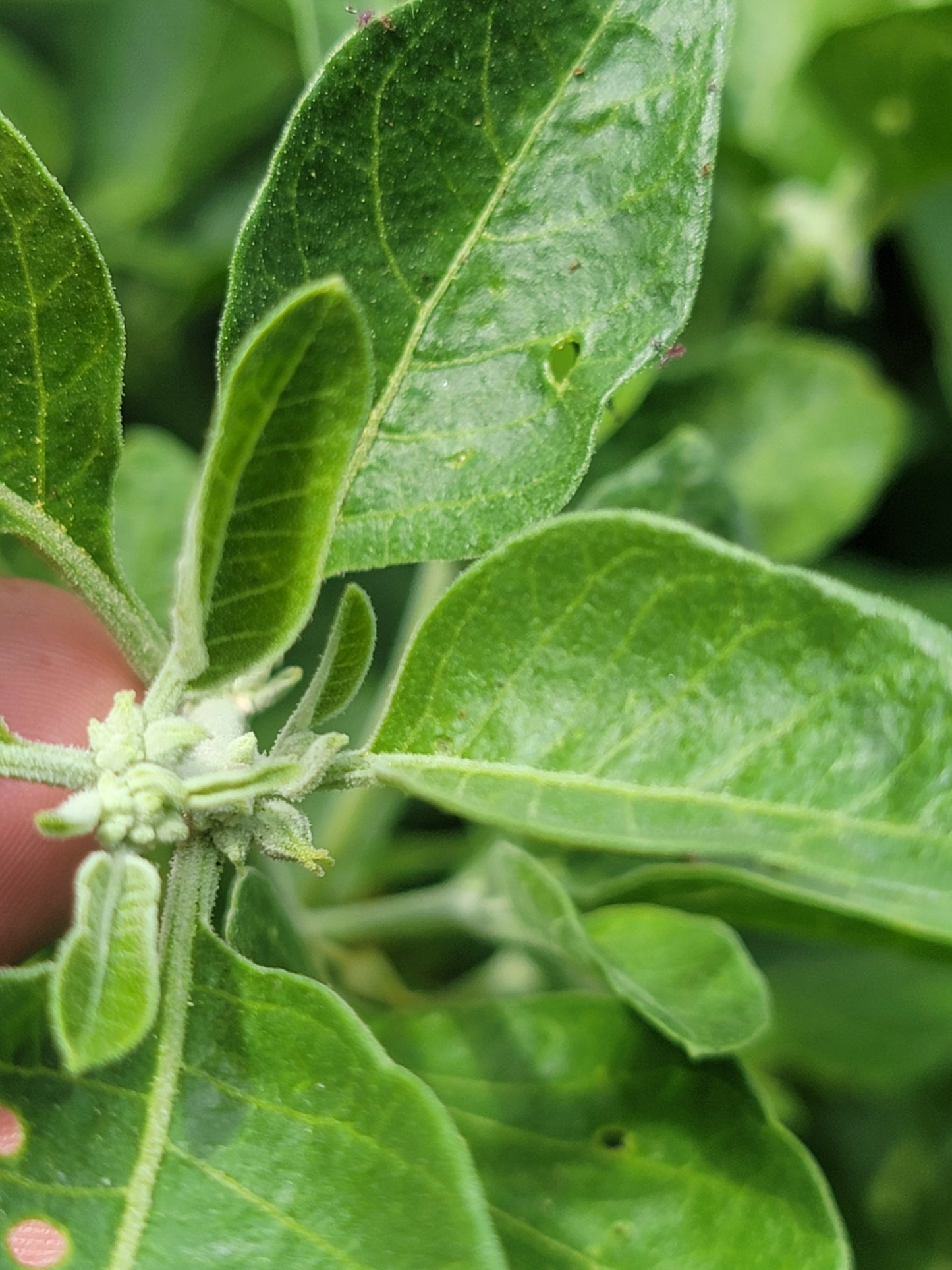 Ashwagandha Seeds - Withania somnifera.