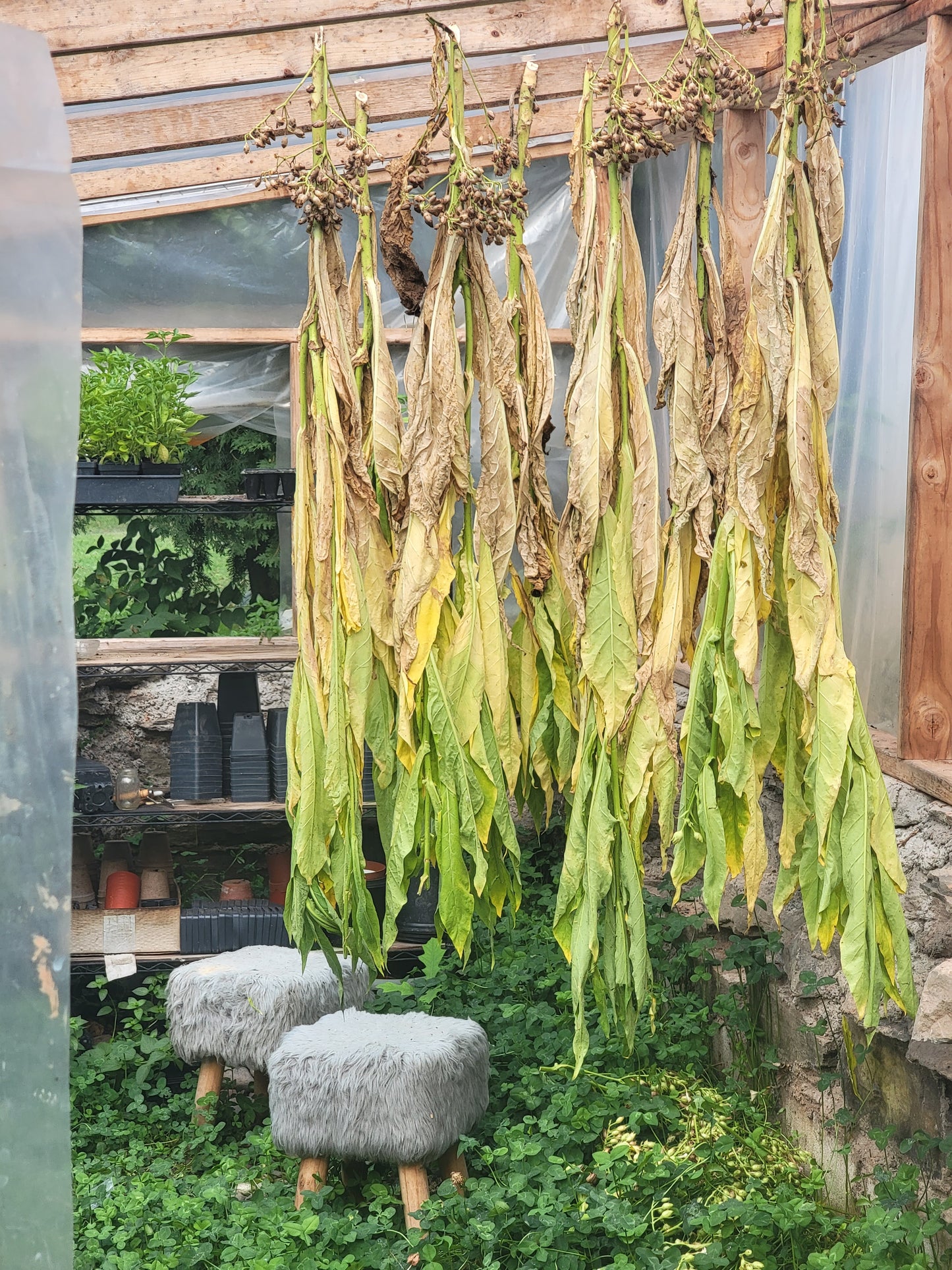 Walkers Tobacco. Nicotiana tabacum Seeds.
