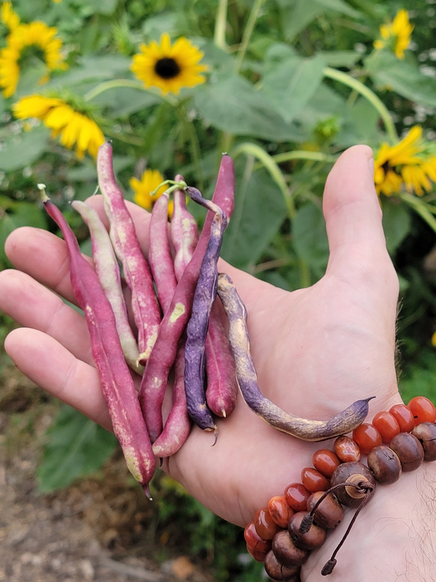 Cherokee Trail of Tears Bean Seeds.