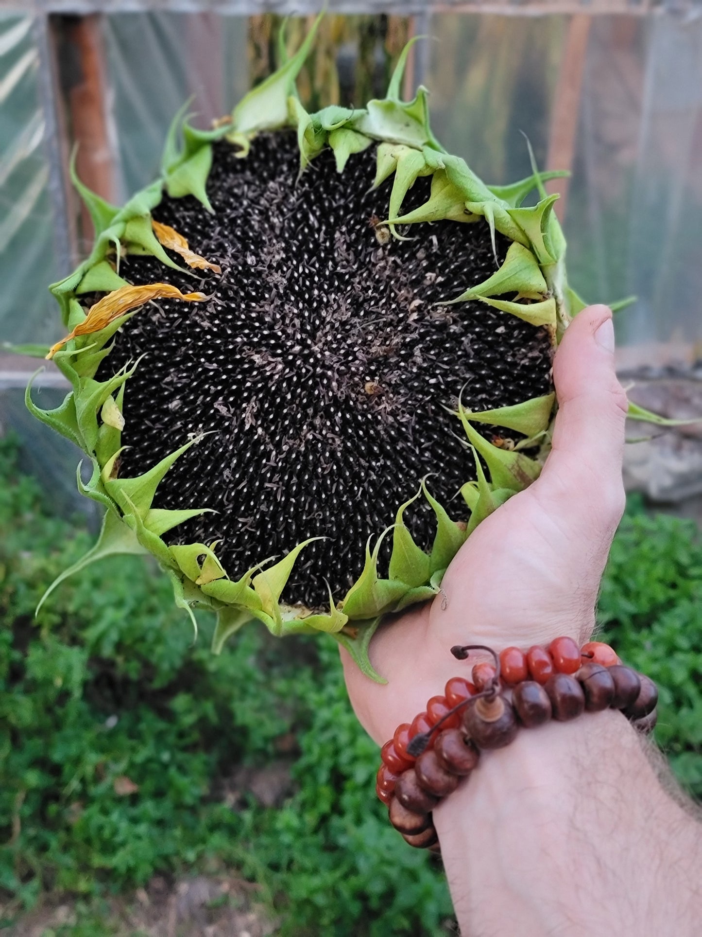 Hopi Dye Sunflower Seeds. Tceqa' Qu' Si