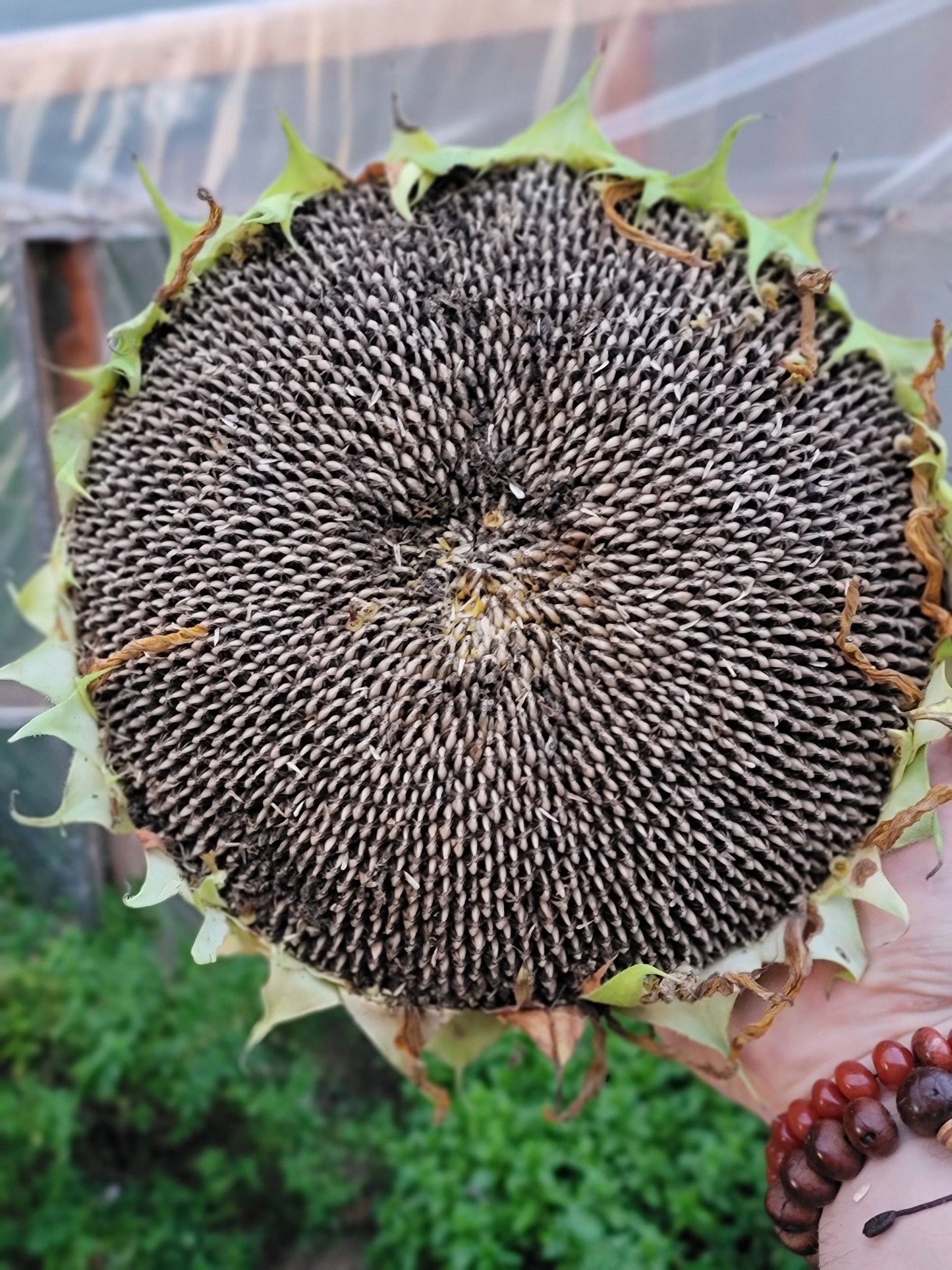 Mammoth Sunflower Seeds.