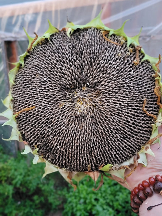Mammoth Sunflower Seeds.