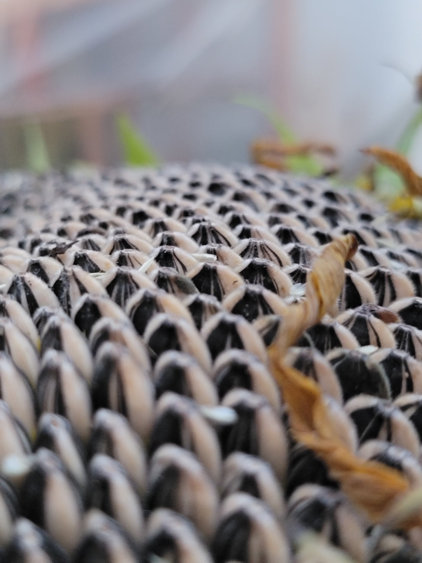 Mammoth Sunflower Seeds.