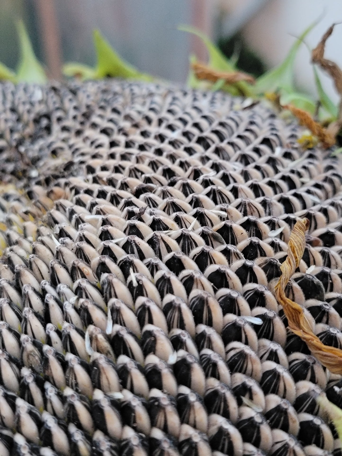 Mammoth Sunflower Seeds.