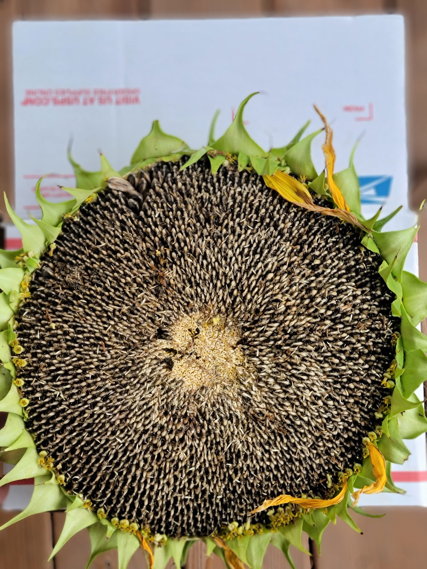 Mammoth Sunflower Seeds.