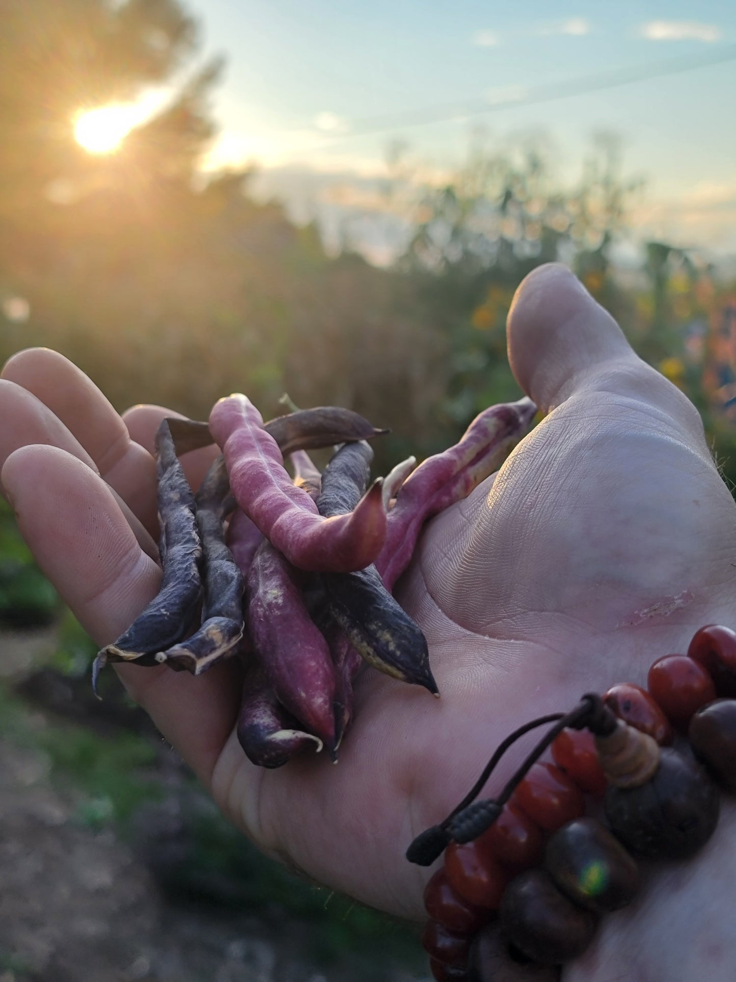 Cherokee Trail of Tears Bean Seeds.