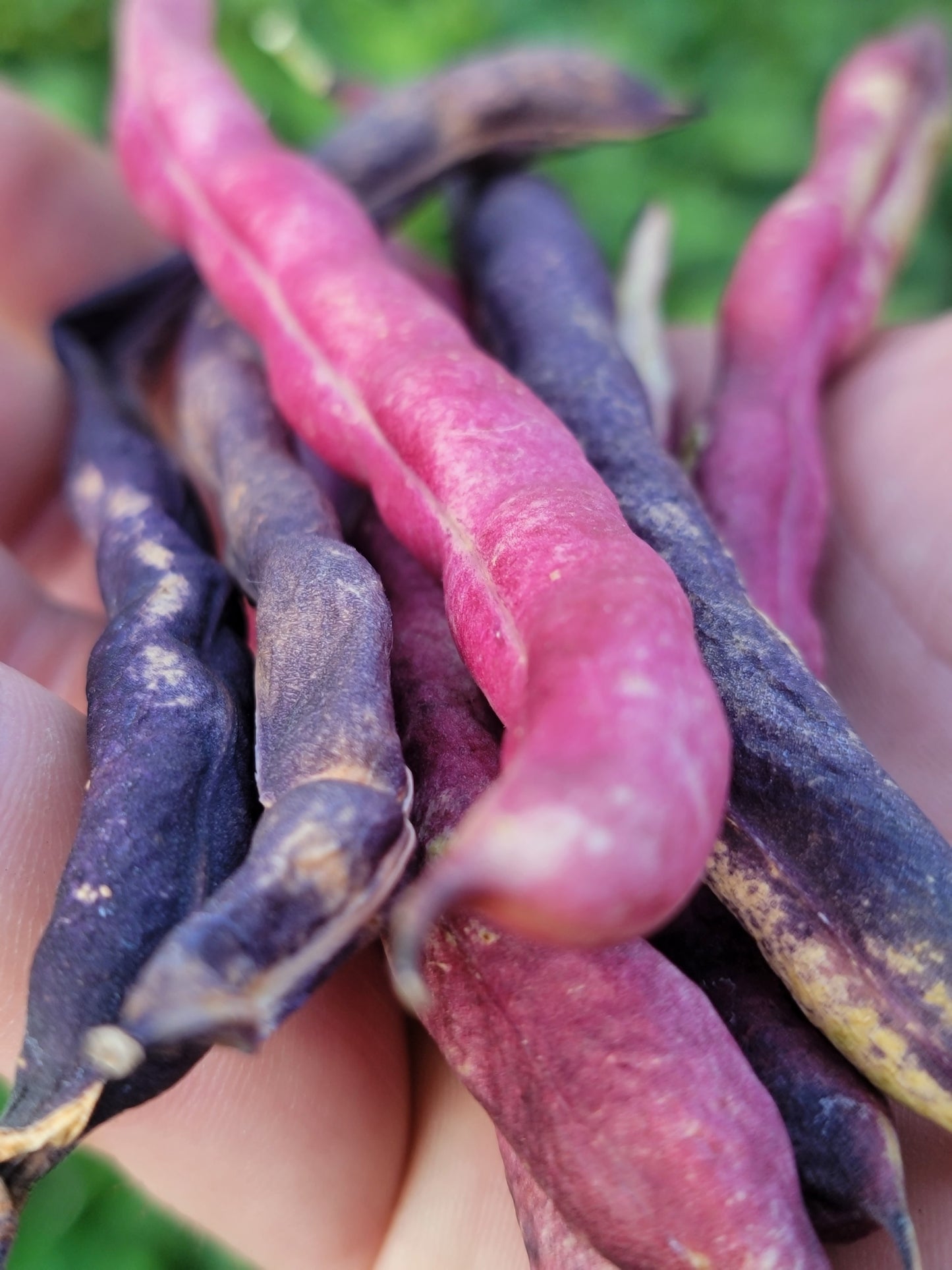 Cherokee Trail of Tears Bean Seeds.