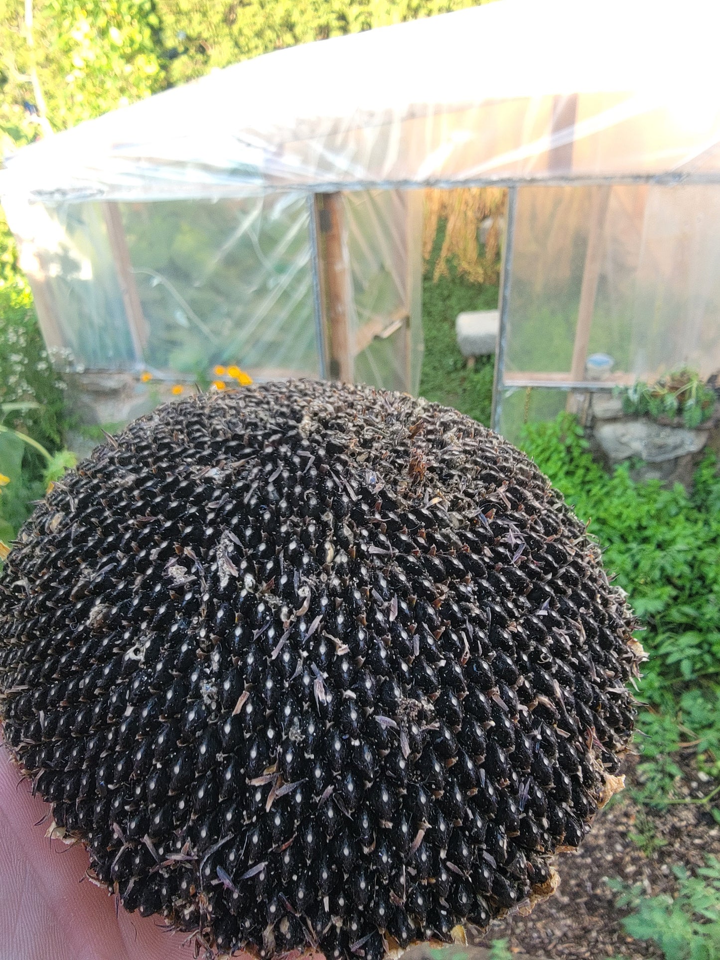 Hopi Dye Sunflower Seeds. Tceqa' Qu' Si