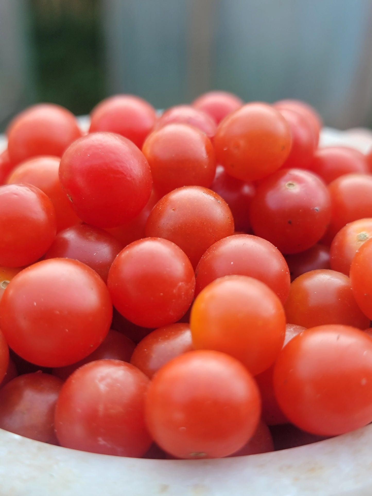 Currant Tomato Seeds - Solanum pimpinellifolium.