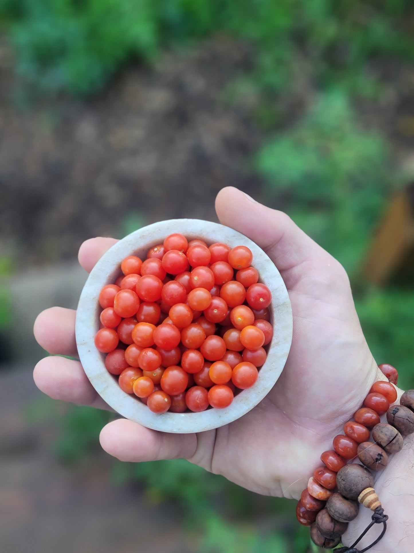 Currant Tomato Seeds - Solanum pimpinellifolium.
