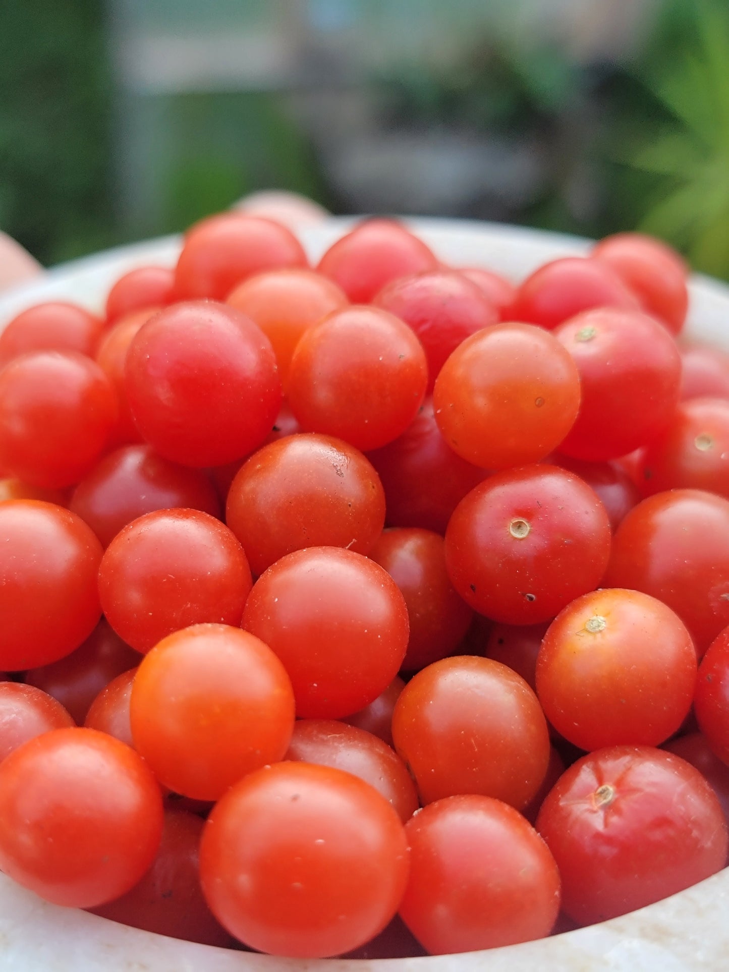Currant Tomato Seeds - Solanum pimpinellifolium.