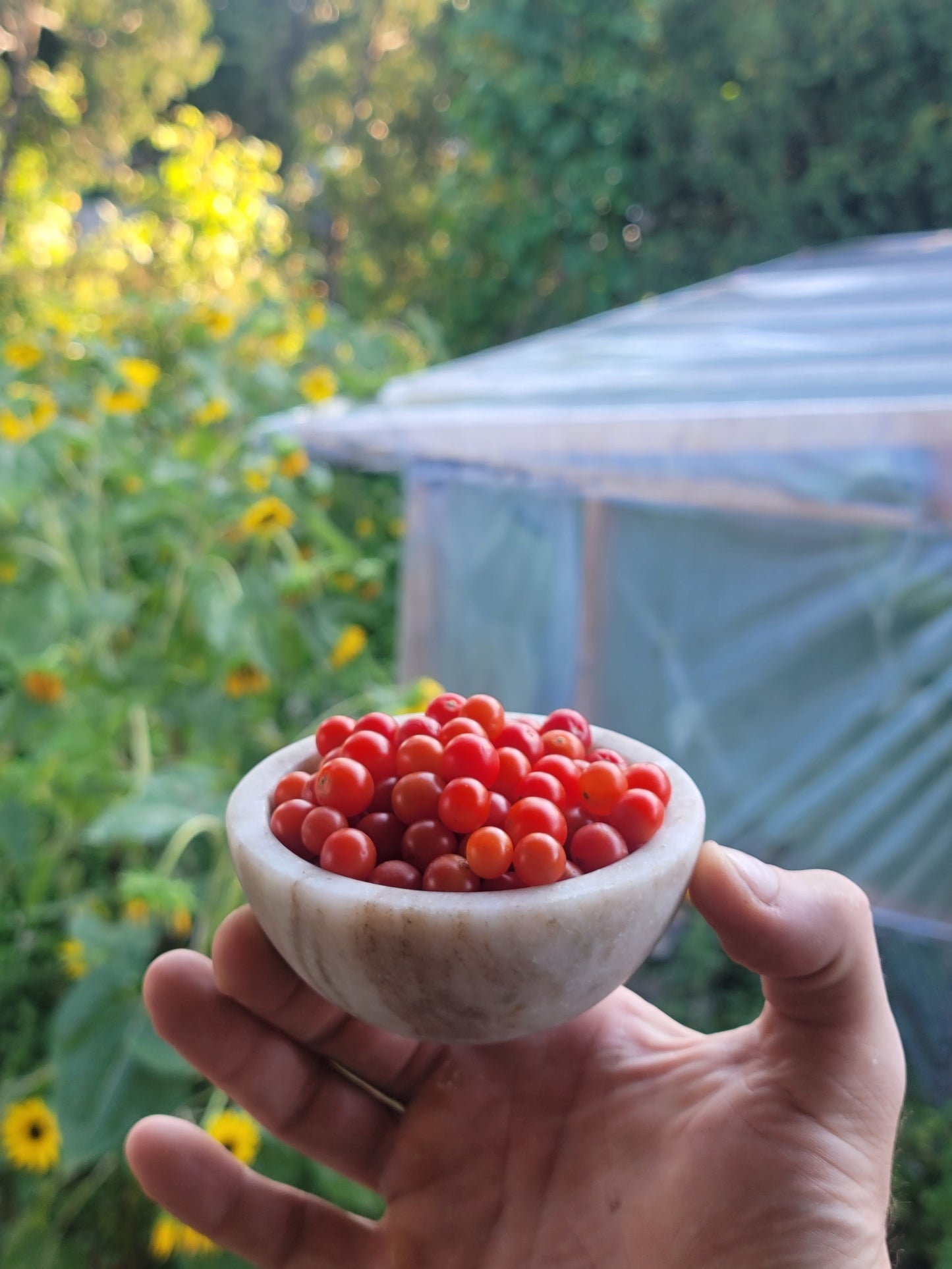 Currant Tomato Seeds - Solanum pimpinellifolium.
