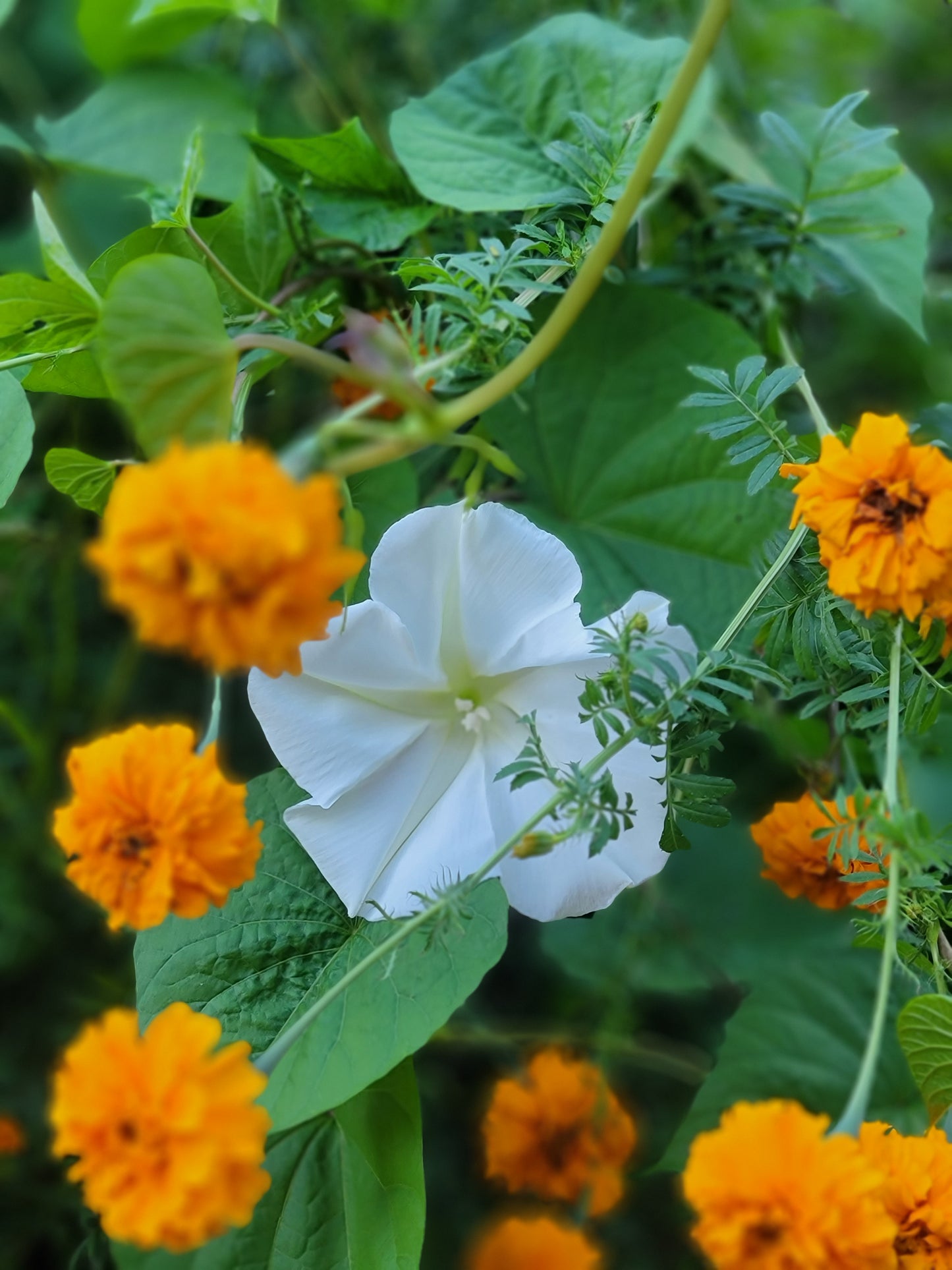 African Marigold Seeds - Crackerjack variety.