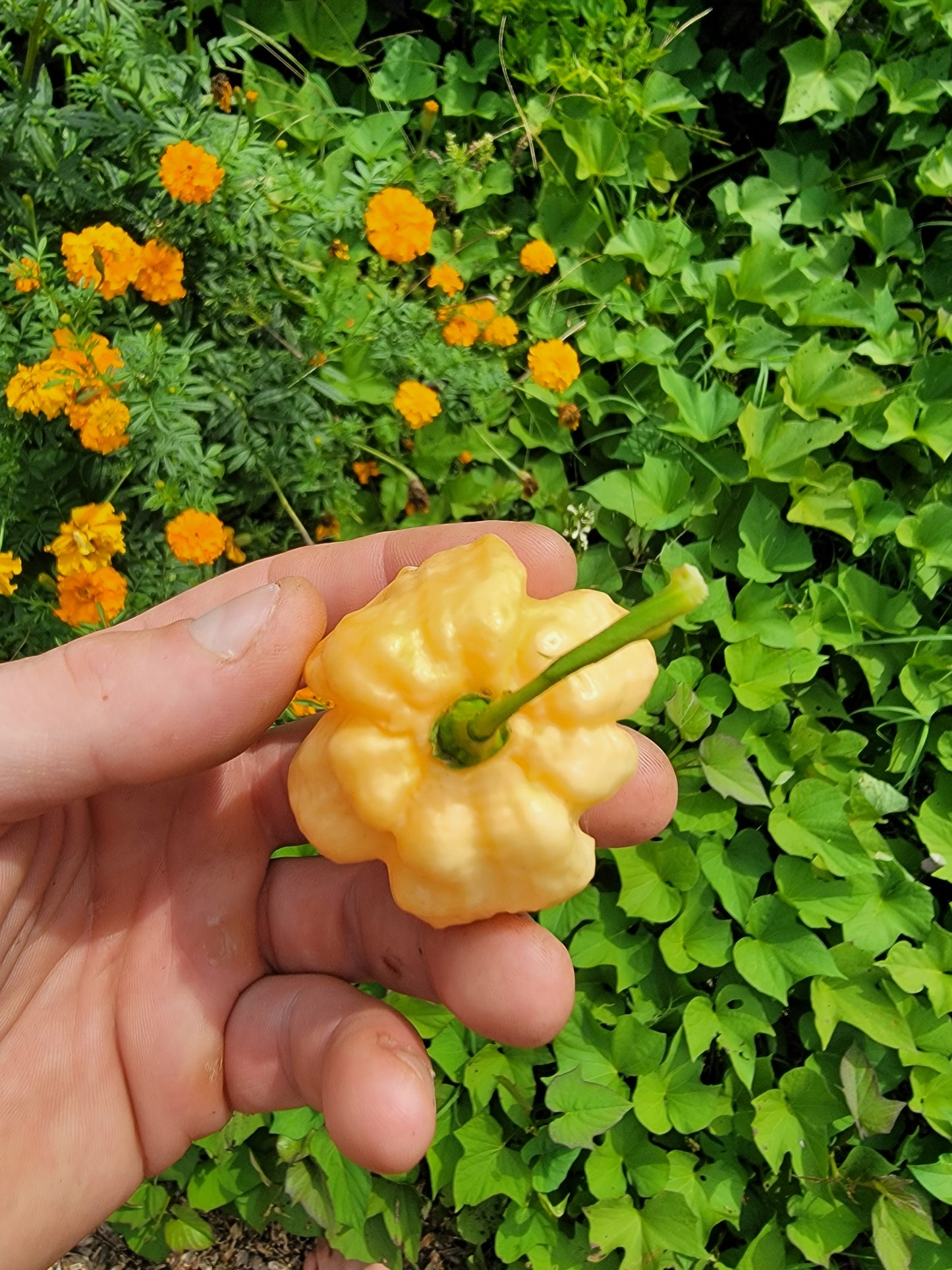 Peach Ranger Pepper Seeds.