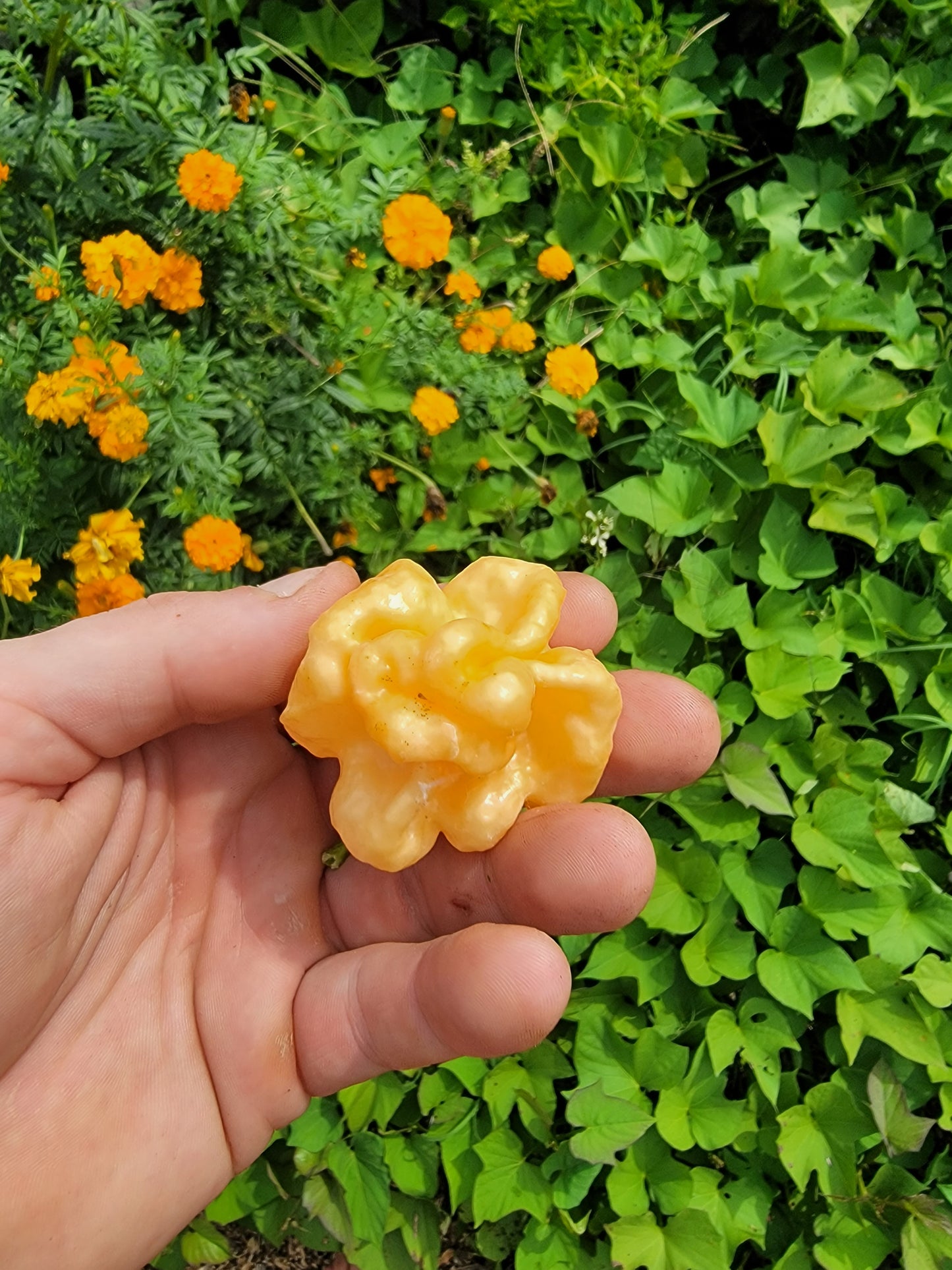 Peach Ranger Pepper Seeds.