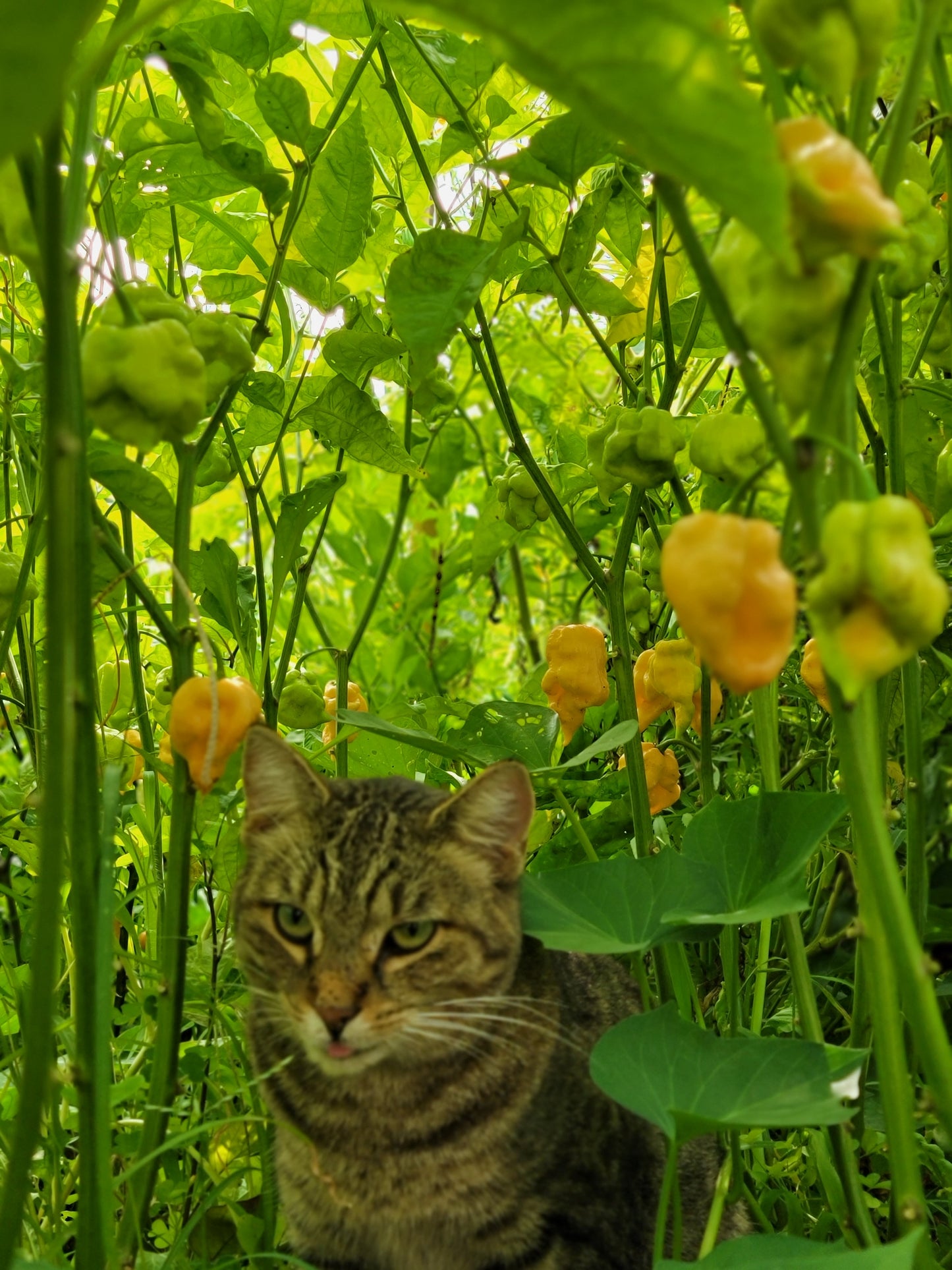 Peach Ranger Pepper Seeds.
