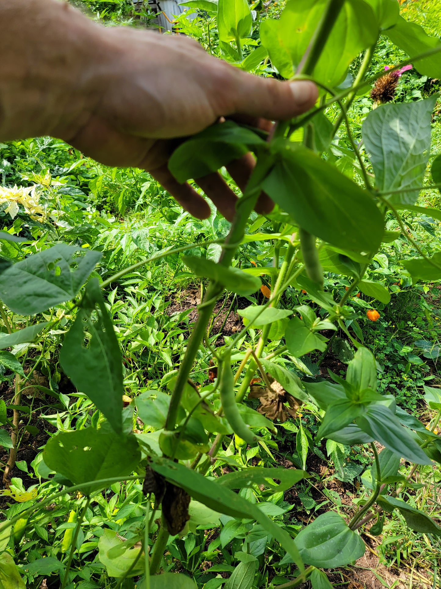 Cherokee Trail of Tears Bean Seeds.