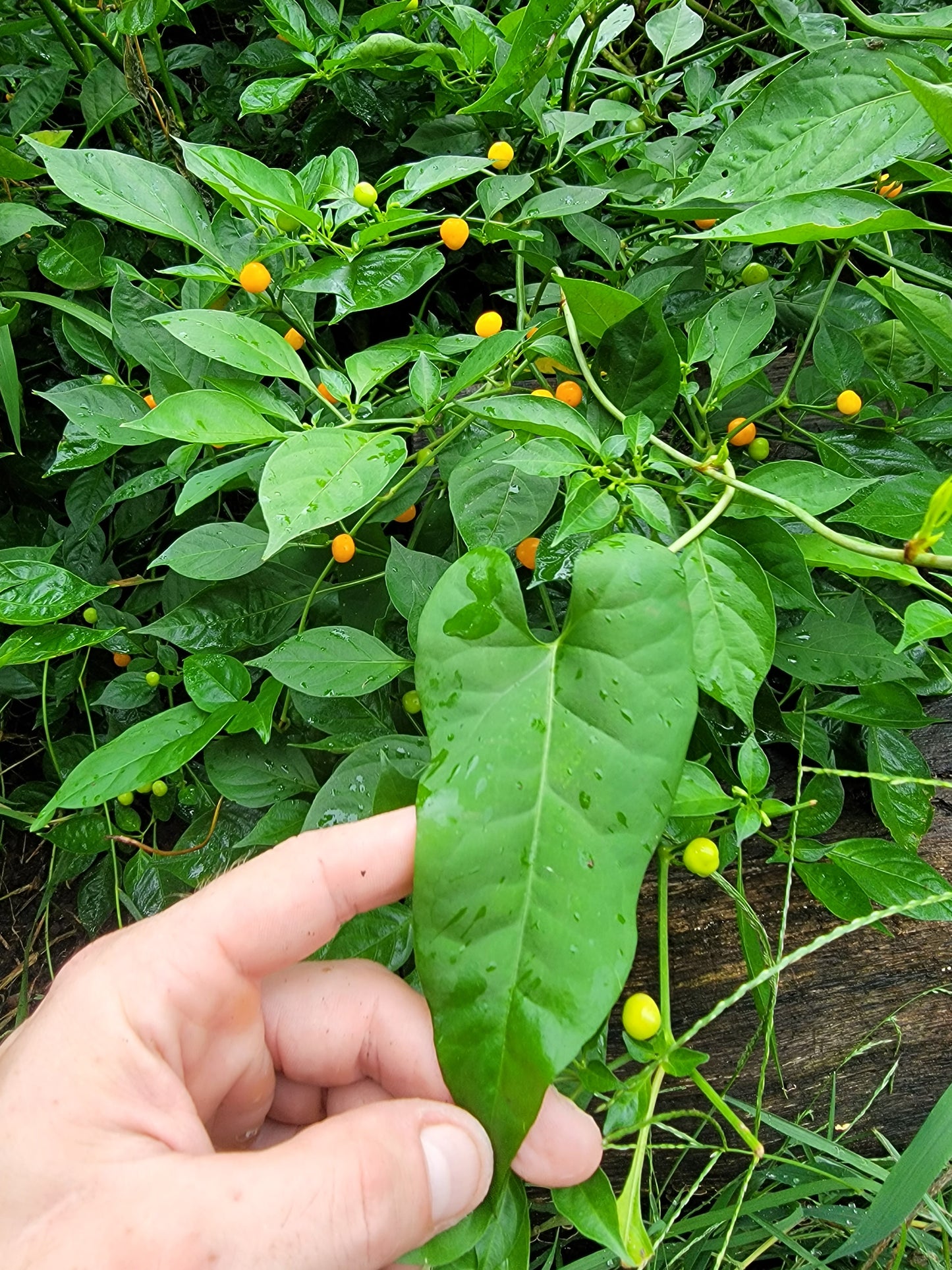 Red Leaf He Shou Wu Live Plant - Polygonum multiflorum.