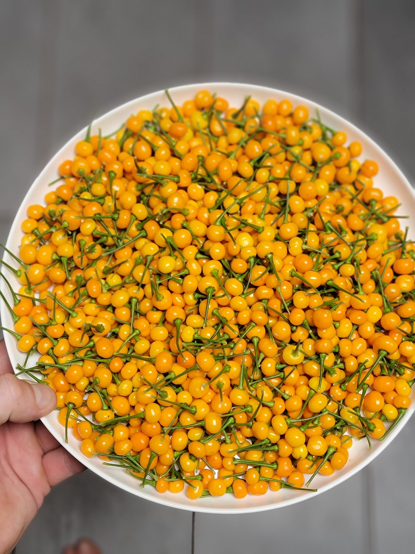 Aji Charapita Pepper Seeds.
