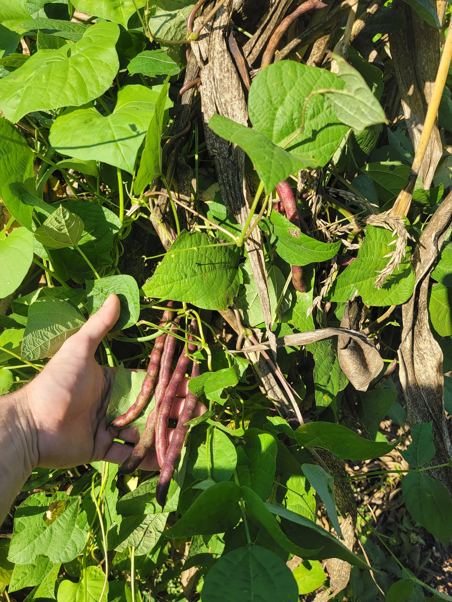 Cherokee Trail of Tears Bean Seeds.
