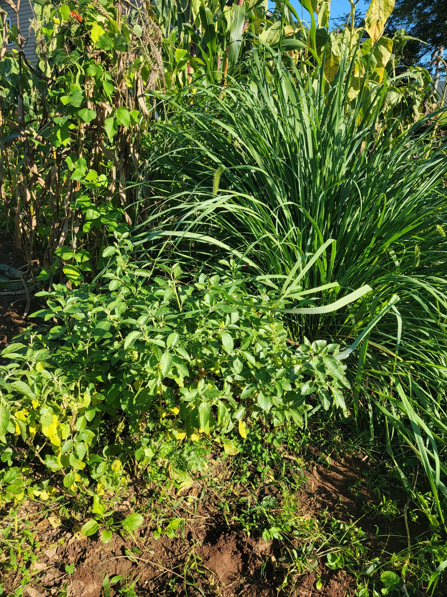 Live Plant. Ashwagandha - Withania Somnifera.