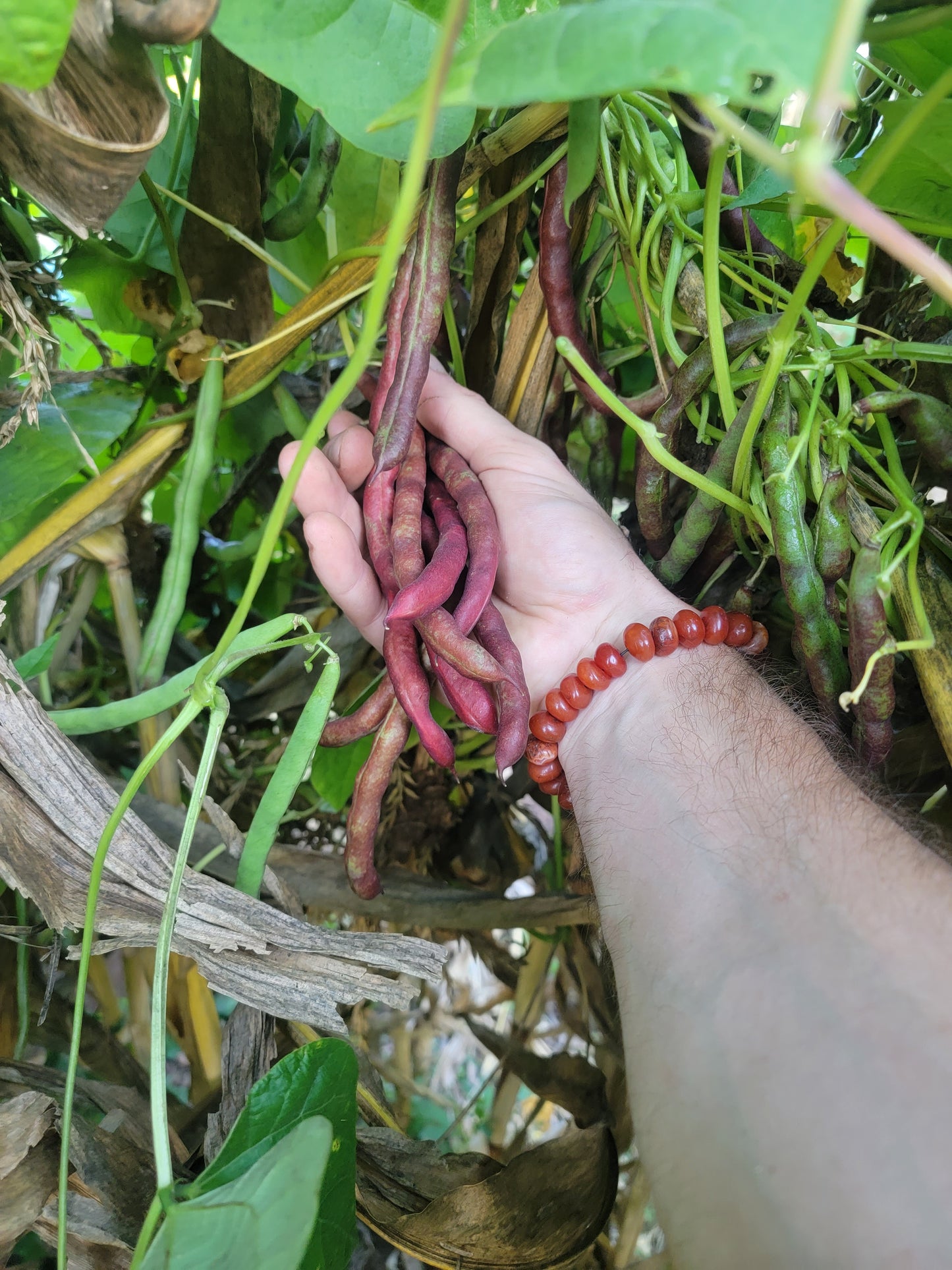 Cherokee Trail of Tears Bean Seeds.