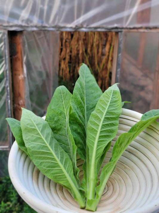 Walkers Tobacco. Nicotiana tabacum Seeds.