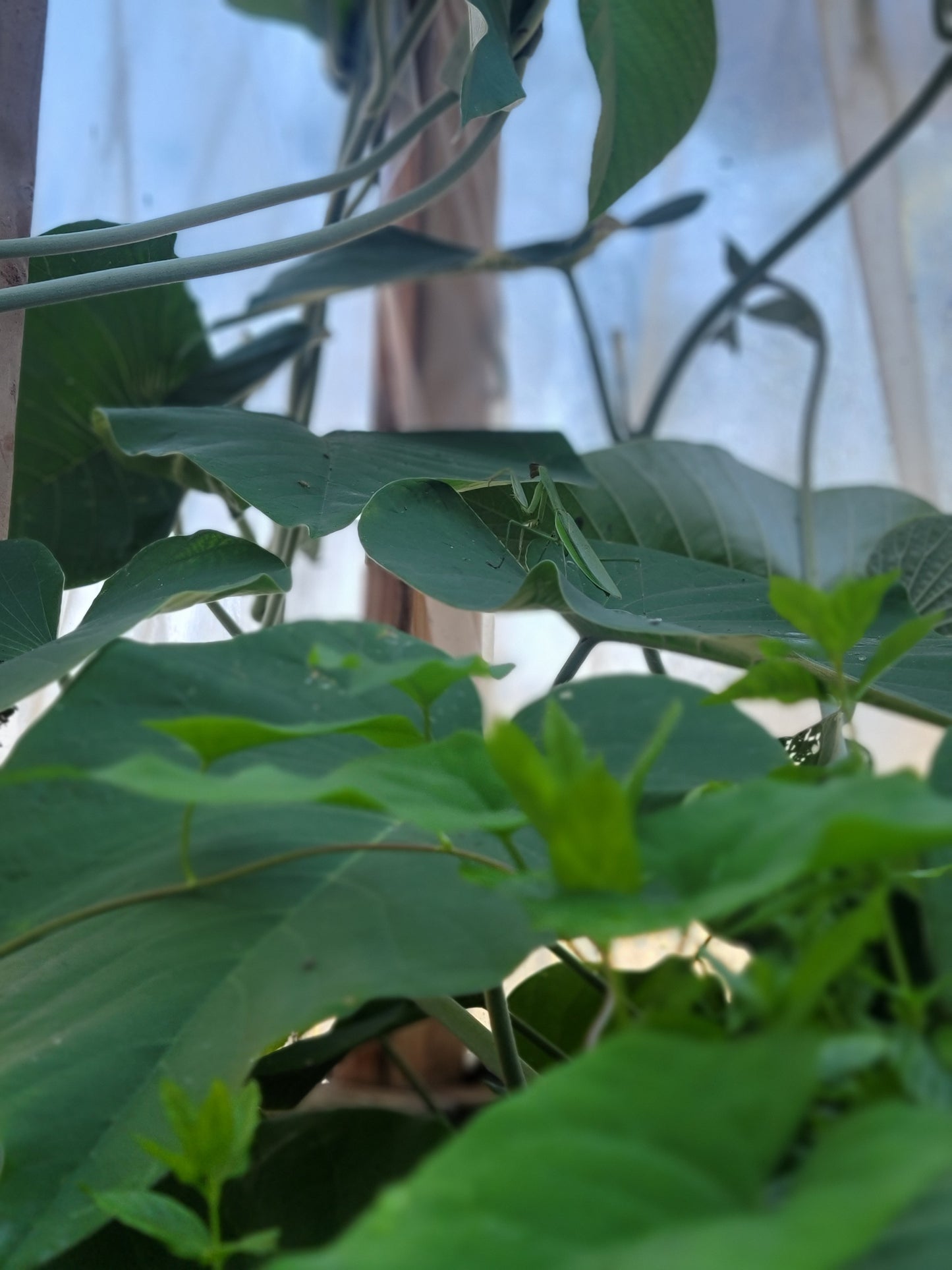 Red Leaf He Shou Wu Live Plant - Polygonum multiflorum.
