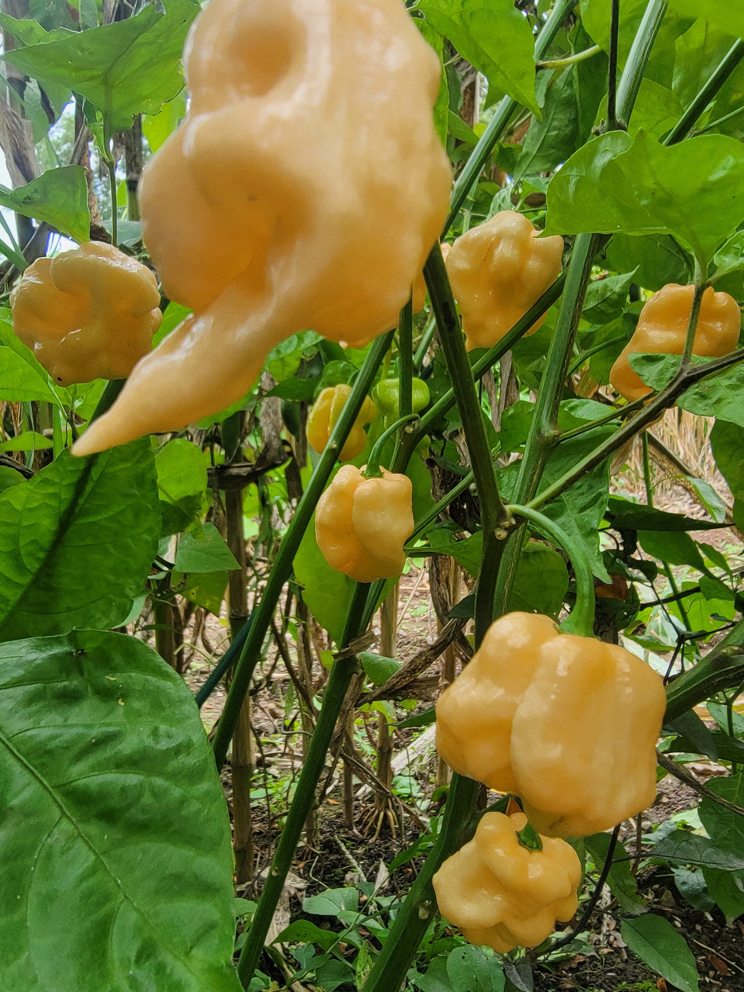 Peach Ranger Pepper Seeds.