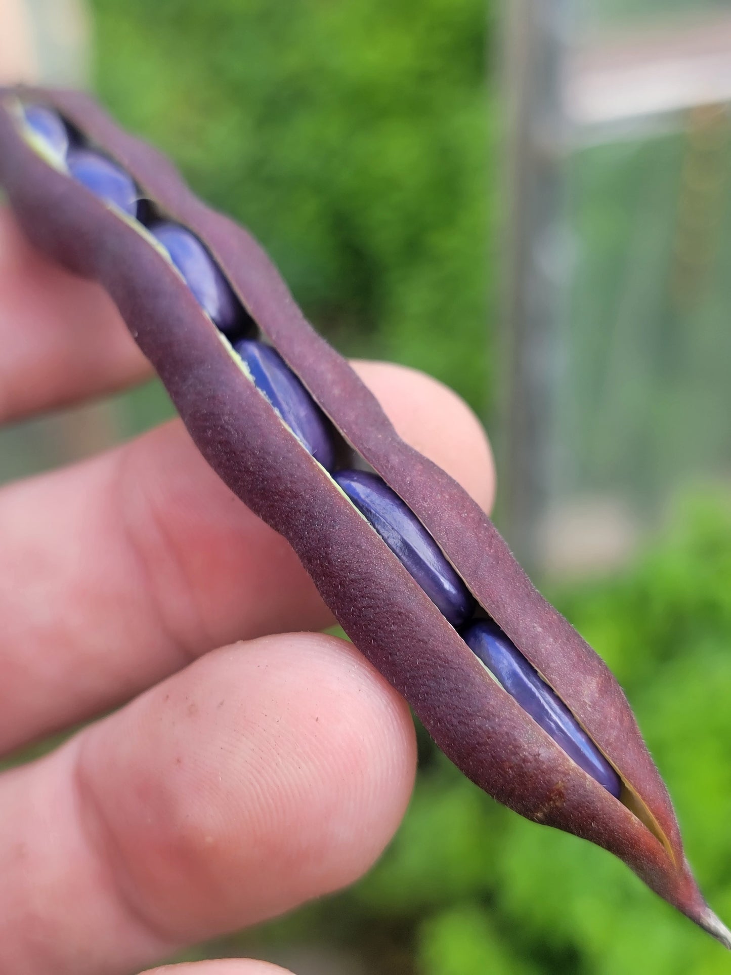 Cherokee Trail of Tears Bean Seeds.