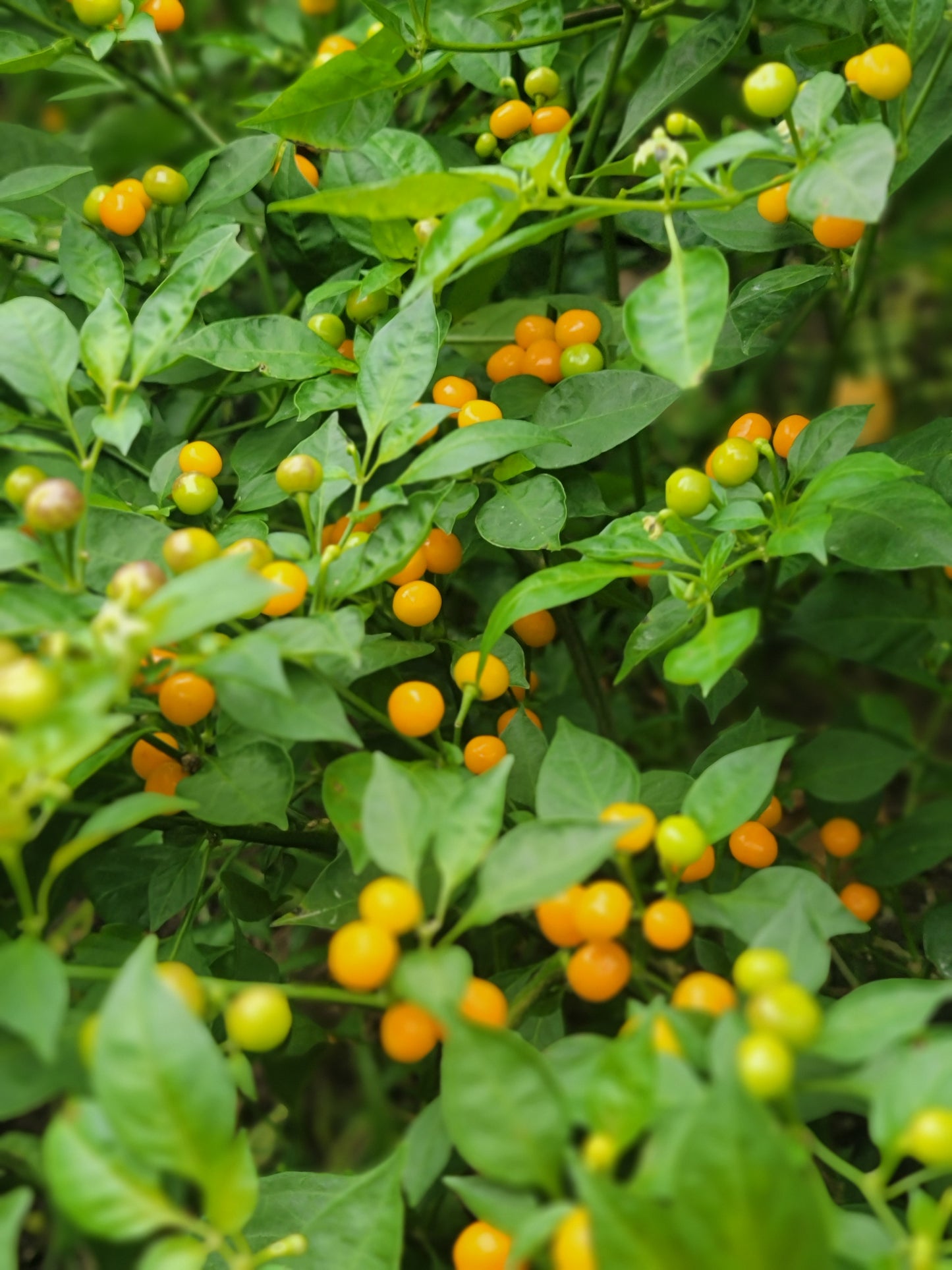 Aji Charapita Pepper Seeds.