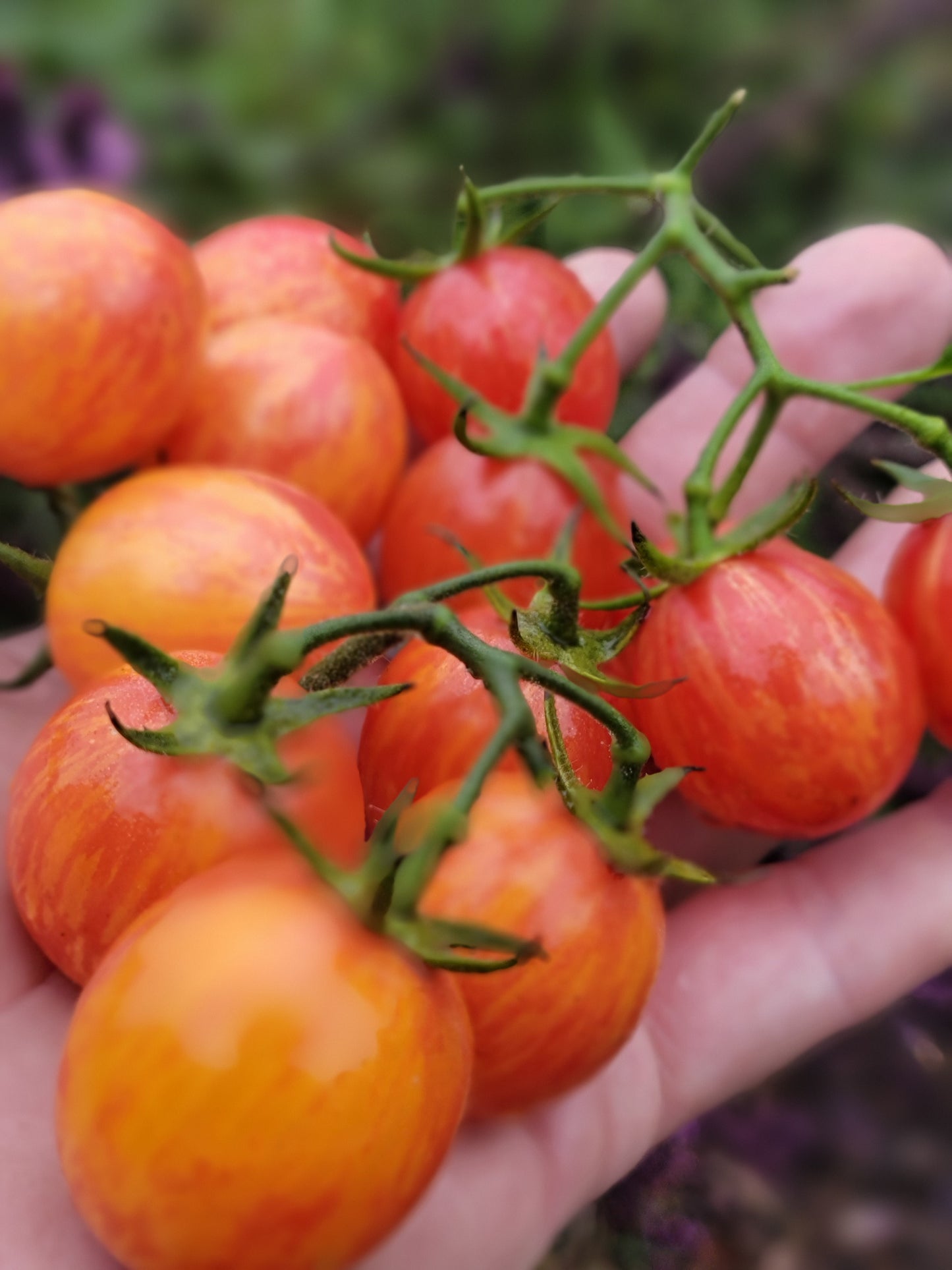 Sunrise Bumblebee Cherry Tomato Seeds.