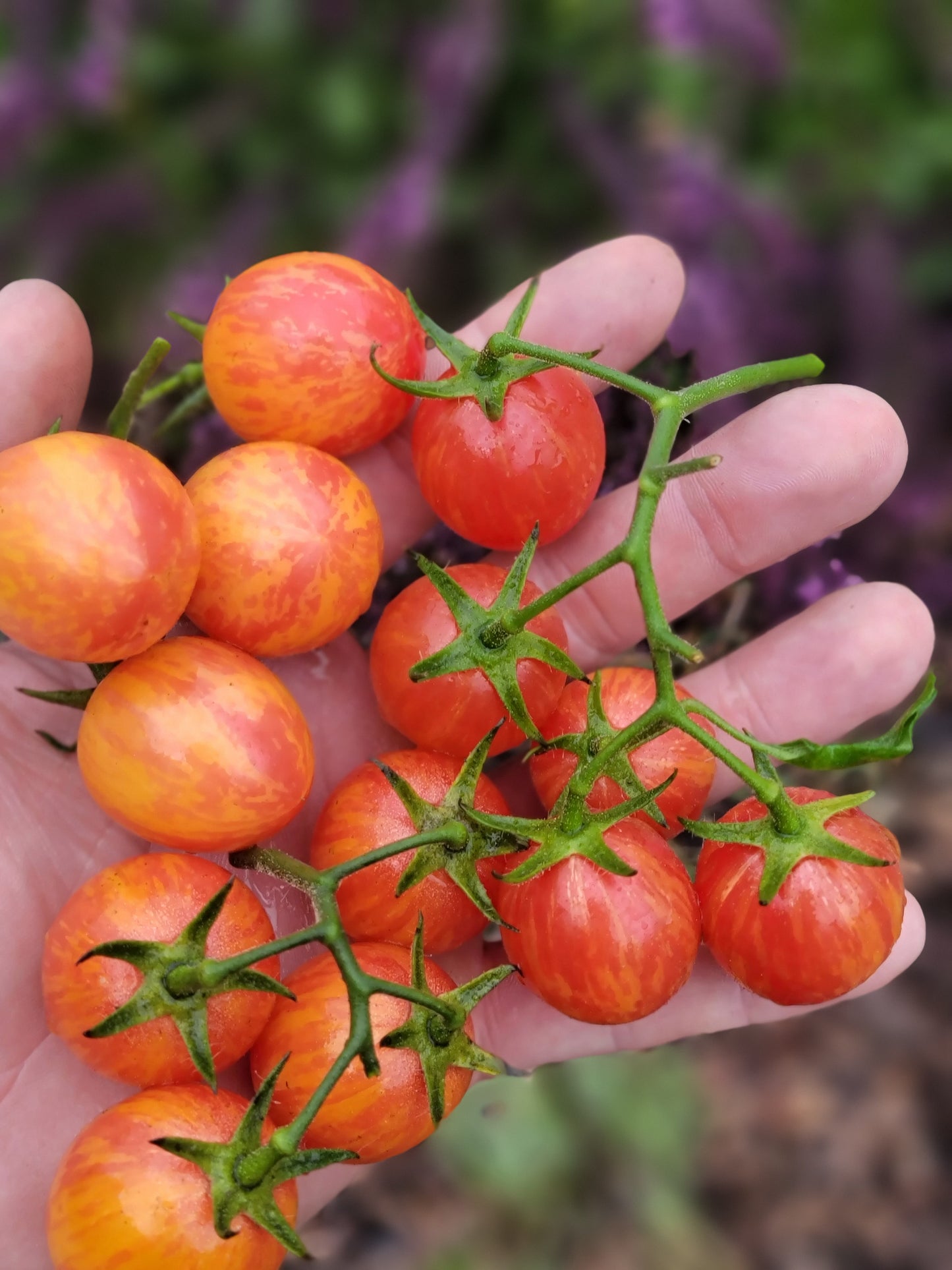 Sunrise Bumblebee Cherry Tomato Seeds.