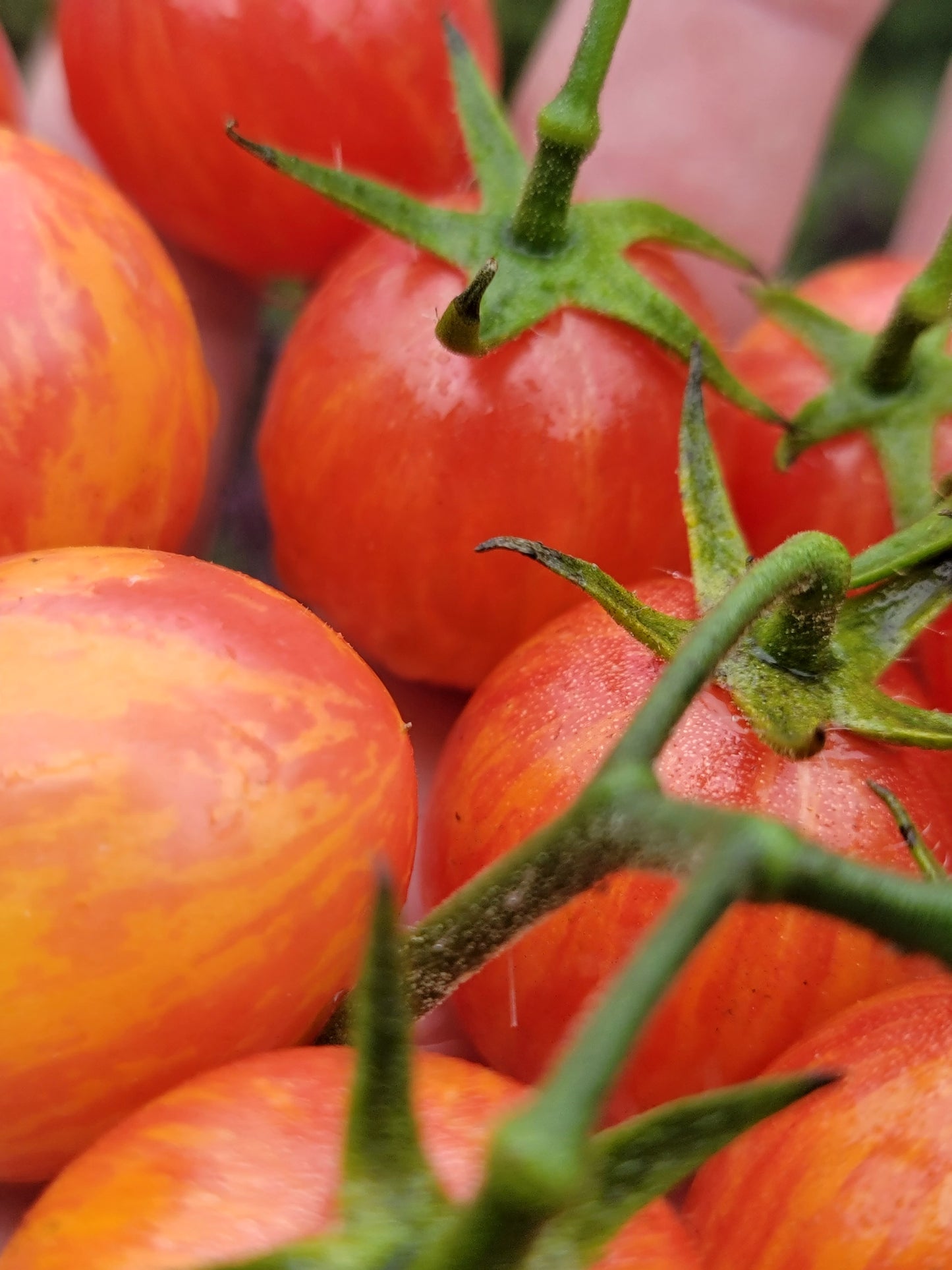 Sunrise Bumblebee Cherry Tomato Seeds.