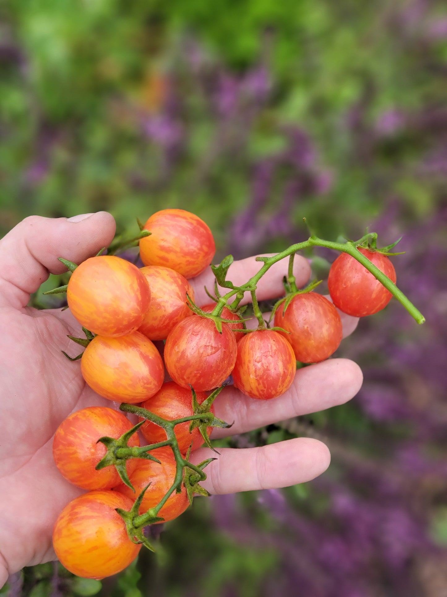 Sunrise Bumblebee Cherry Tomato Seeds.