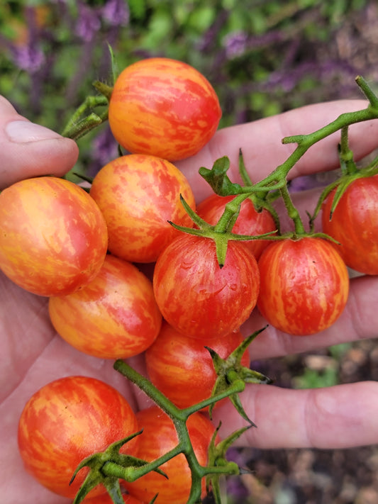Sunrise Bumblebee Cherry Tomato Seeds.