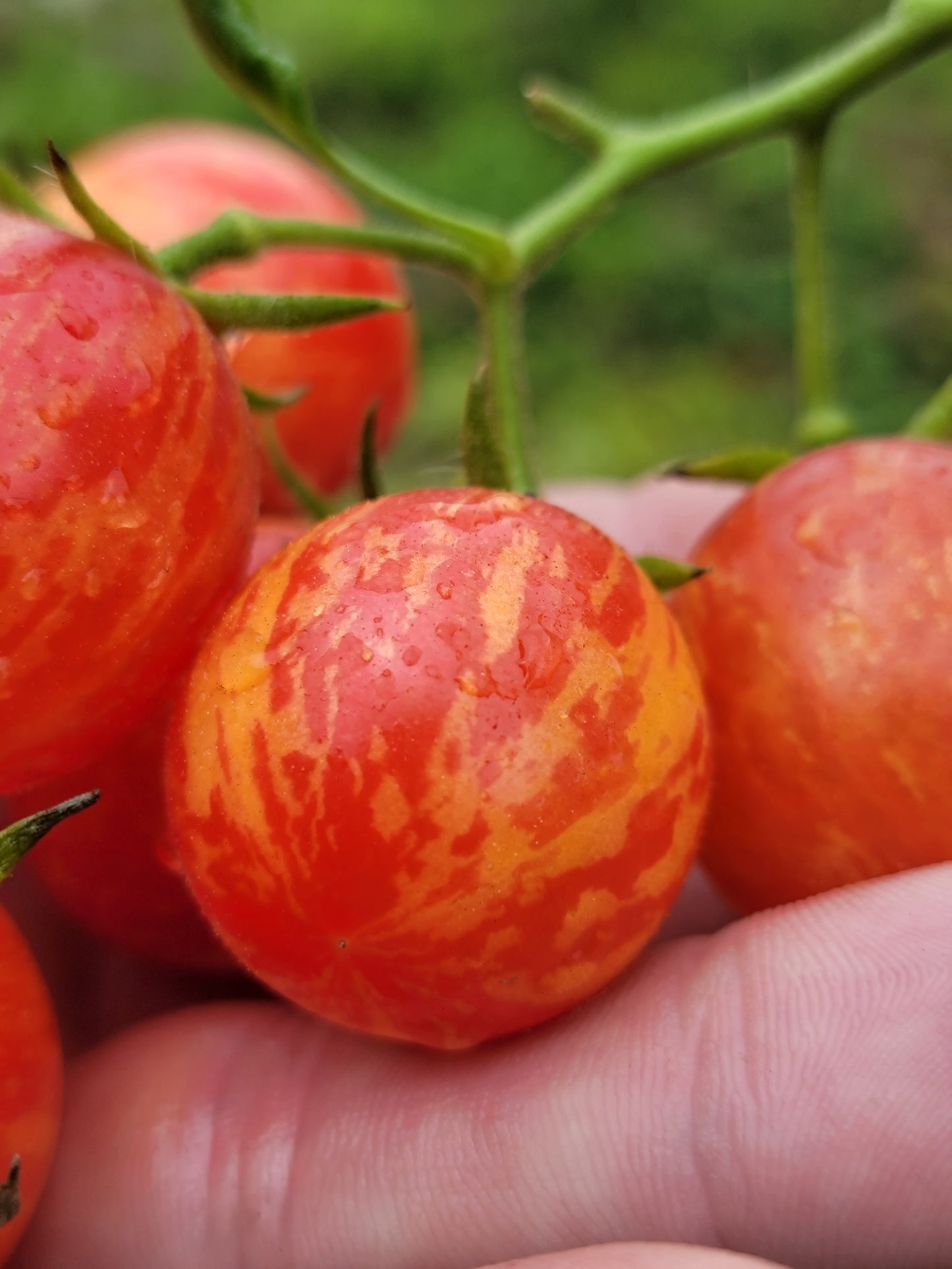 Sunrise Bumblebee Cherry Tomato Seeds.