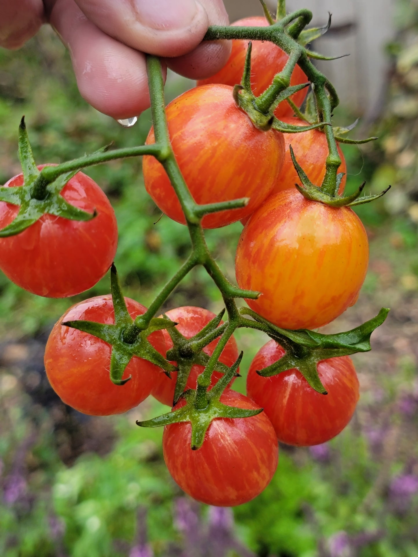 Sunrise Bumblebee Cherry Tomato Seeds.