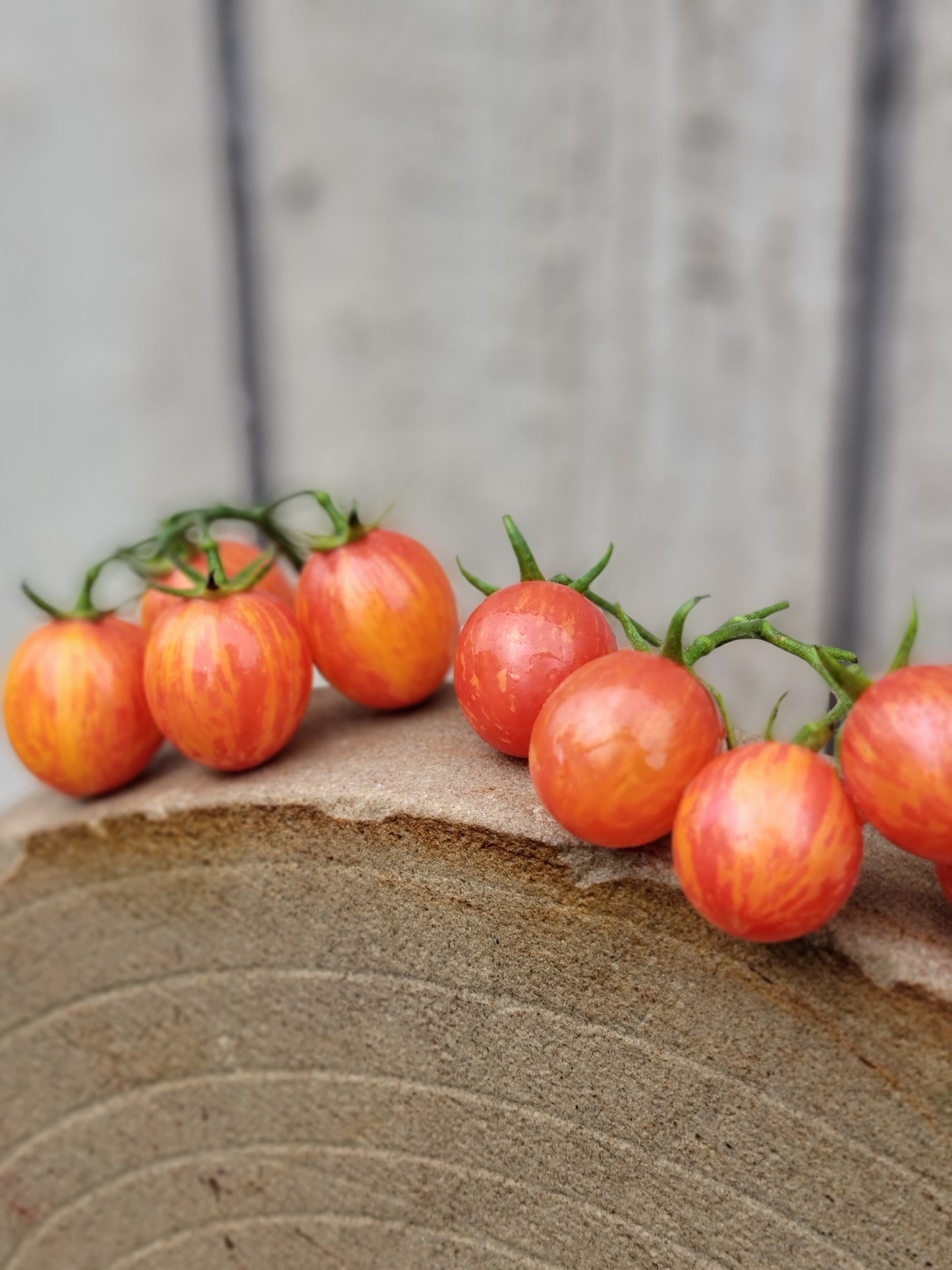 Sunrise Bumblebee Cherry Tomato Seeds.