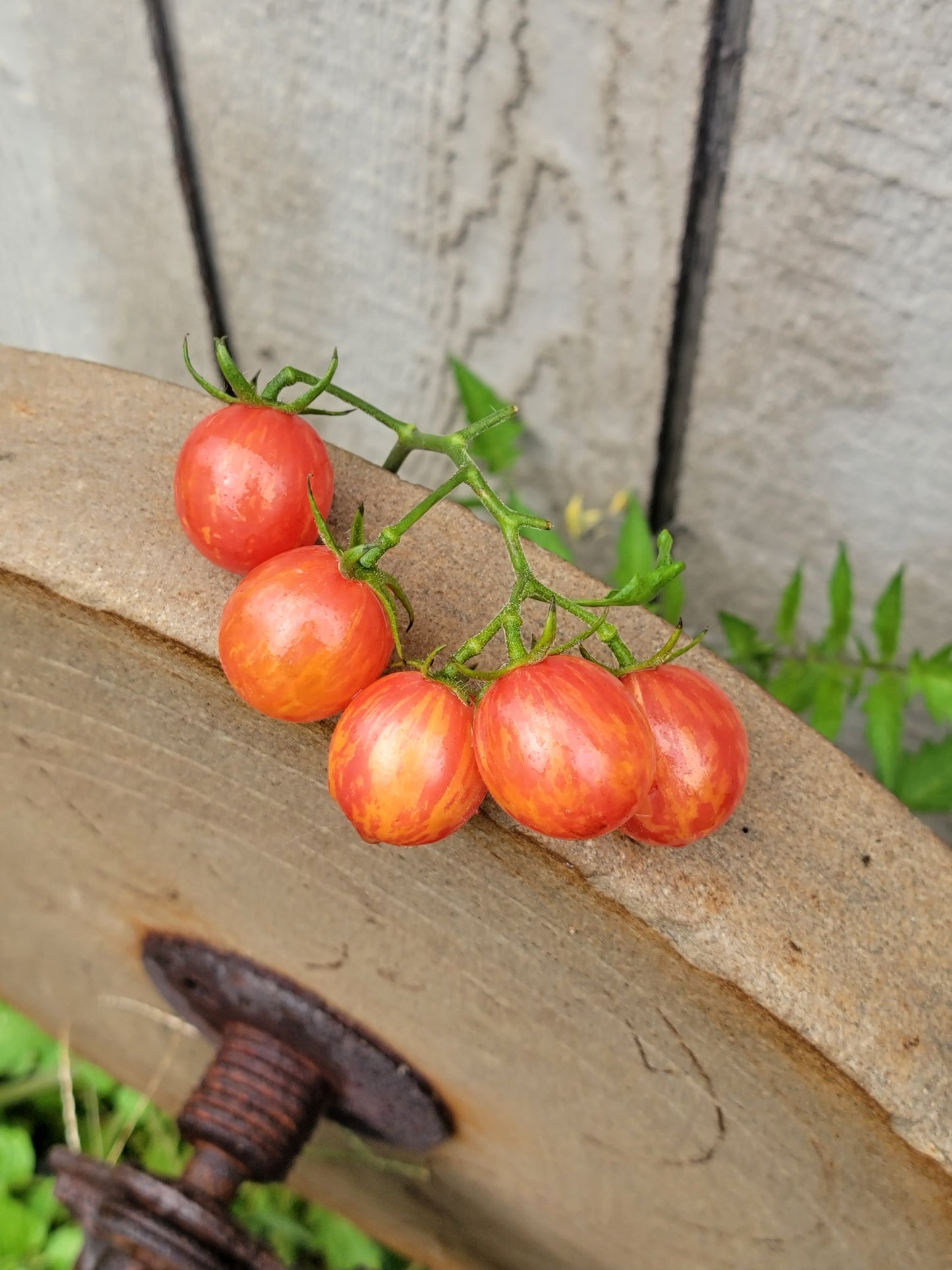 Sunrise Bumblebee Cherry Tomato Seeds.