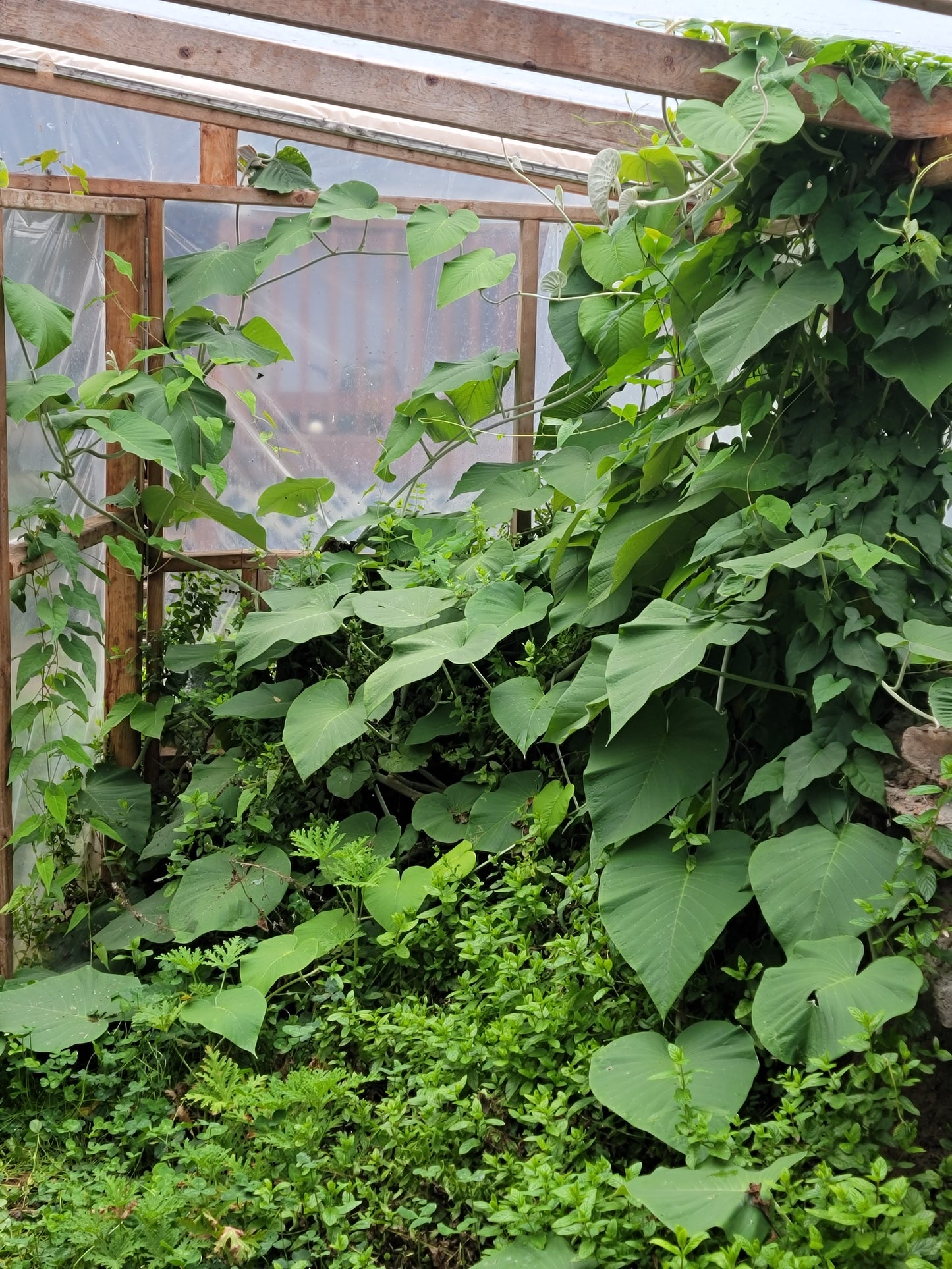 Red Leaf He Shou Wu Live Plant - Polygonum multiflorum.