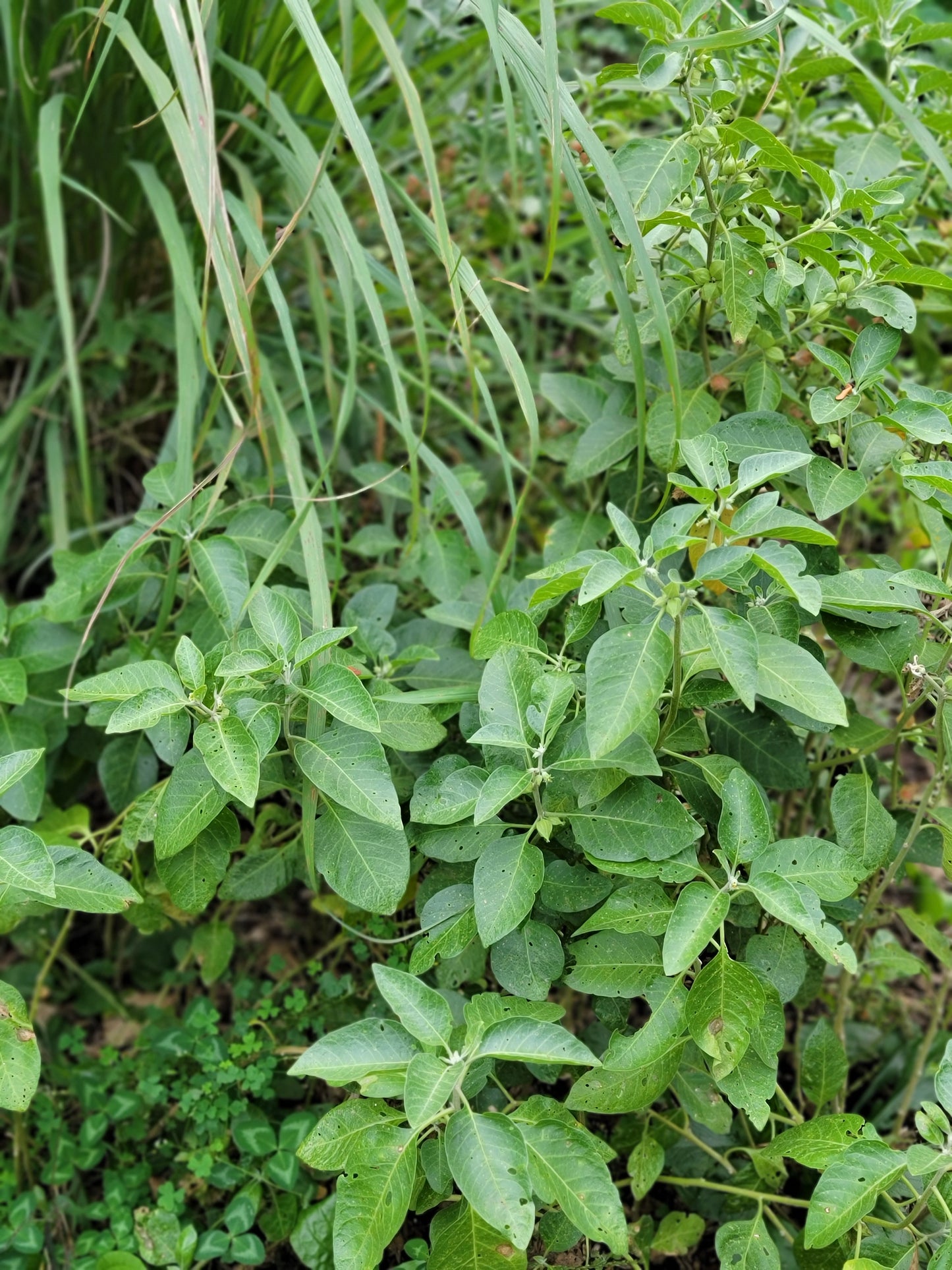 Ashwagandha Seeds - Withania somnifera.